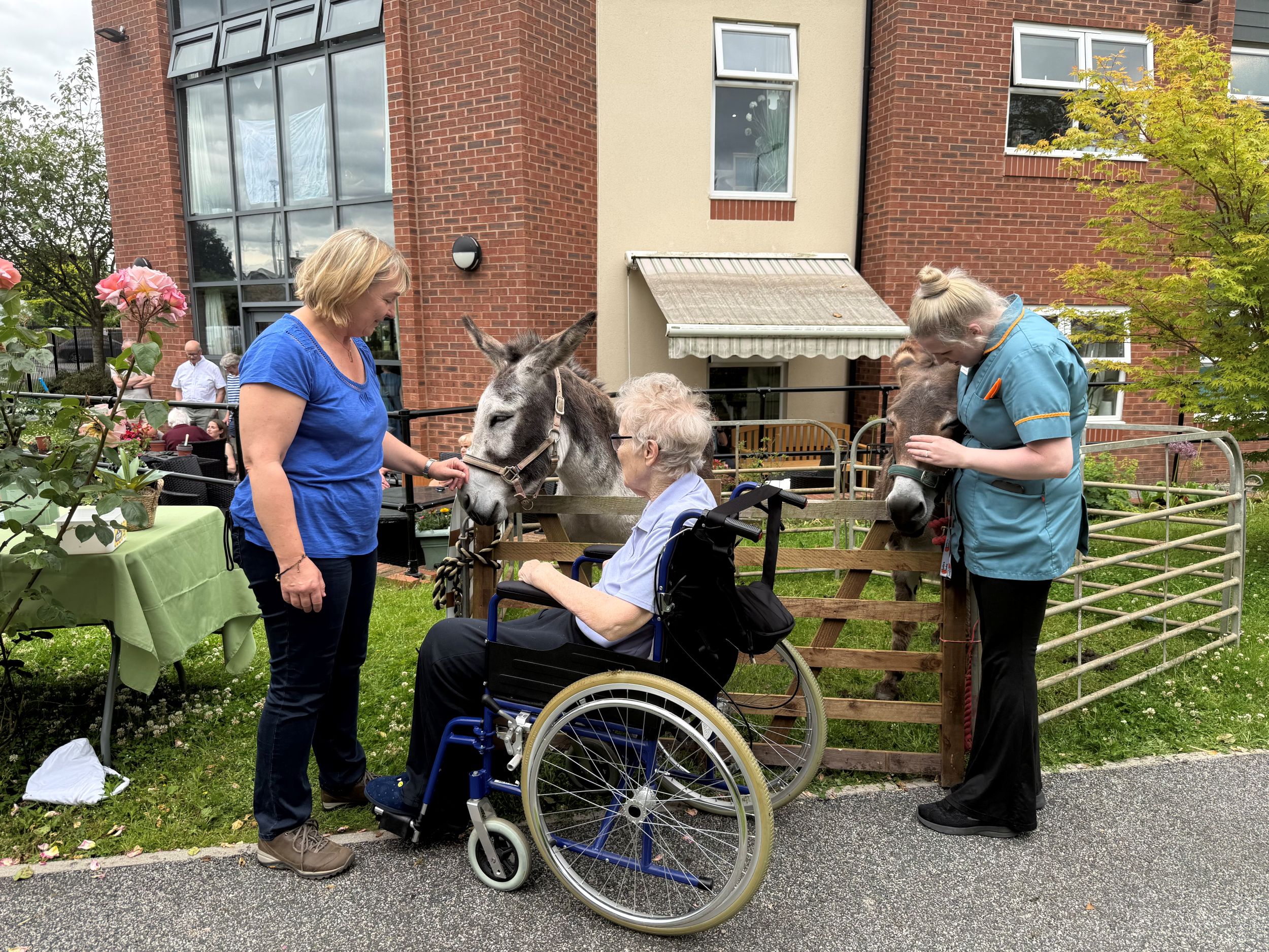 Woman in wheelchair petting donkeys outside brick building