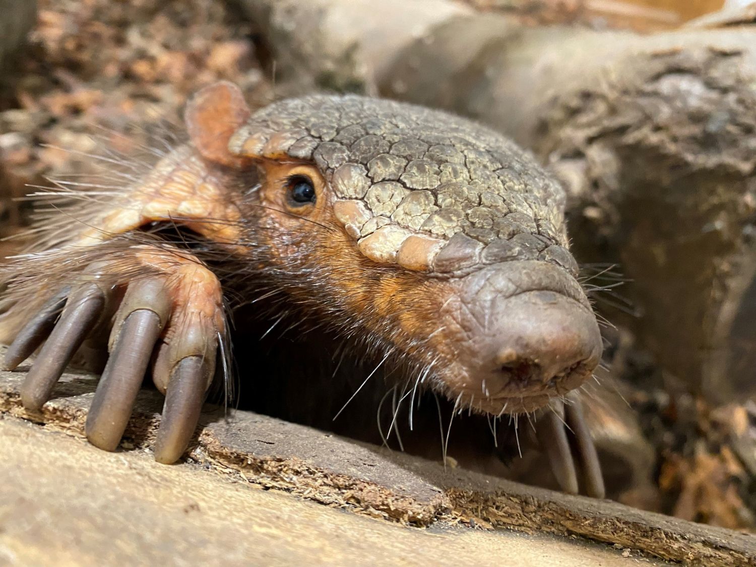 Close-up of an armadillo with textured armour and curious eyes