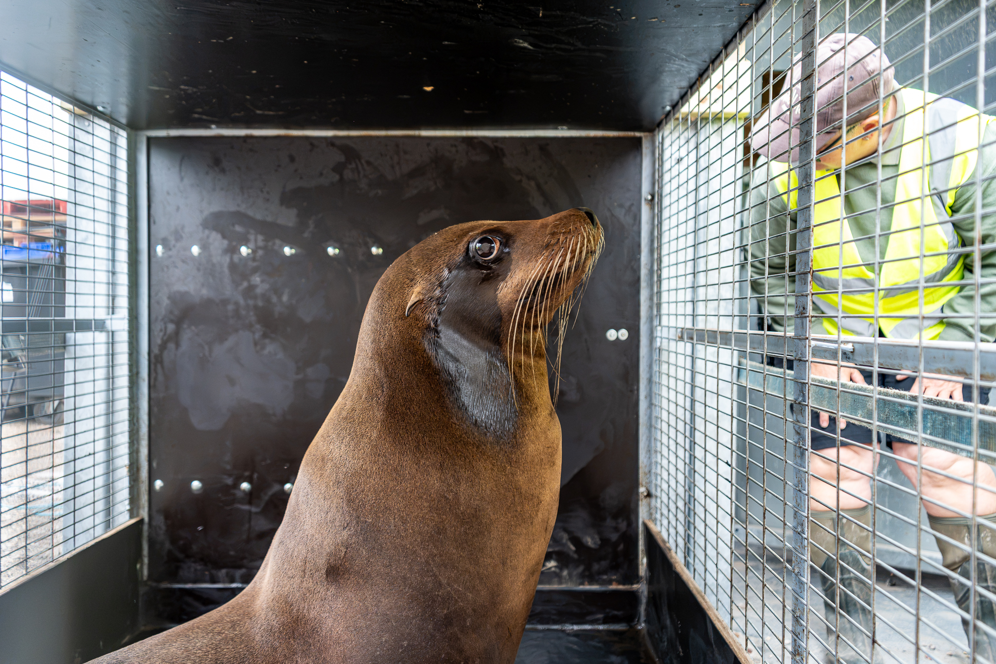 Sea lion in a metal cage with a person observing nearby