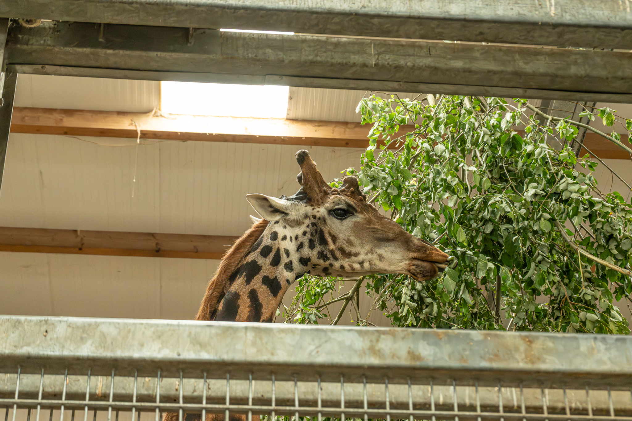 Giraffe in indoor enclosure eating leaves from a branch