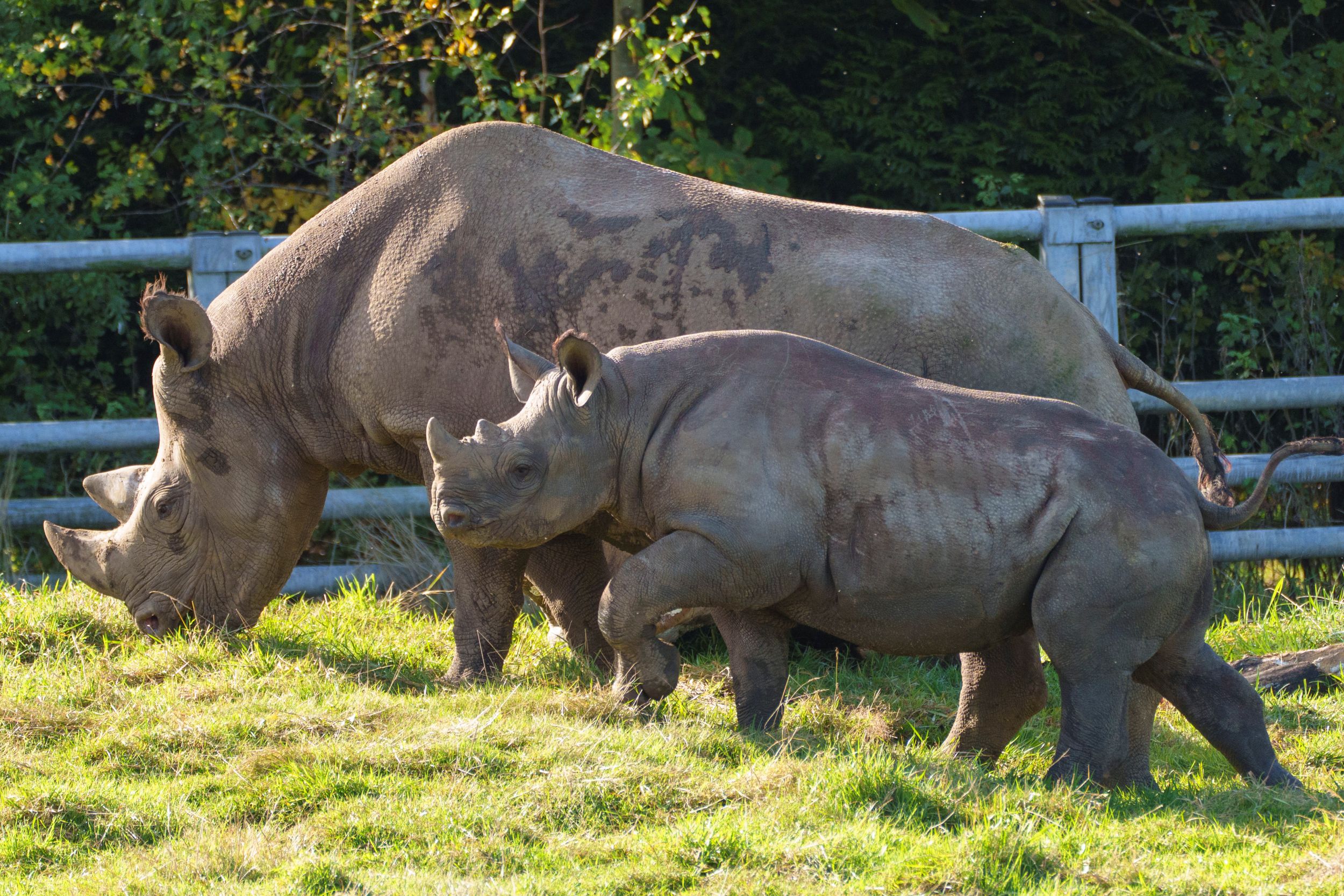 Two rhinos grazing on grass in a sunny Yorkshire wildlife park