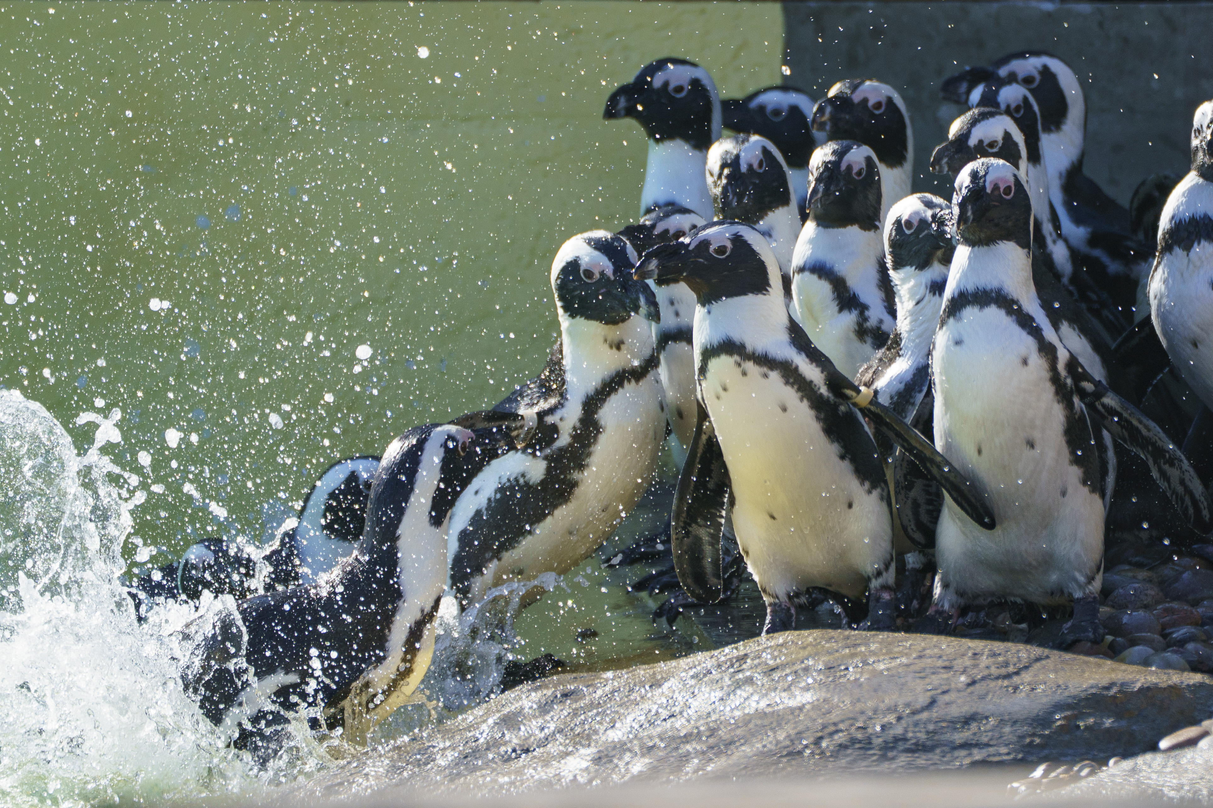 Group of penguins at the edge of a rocky pool splashing water