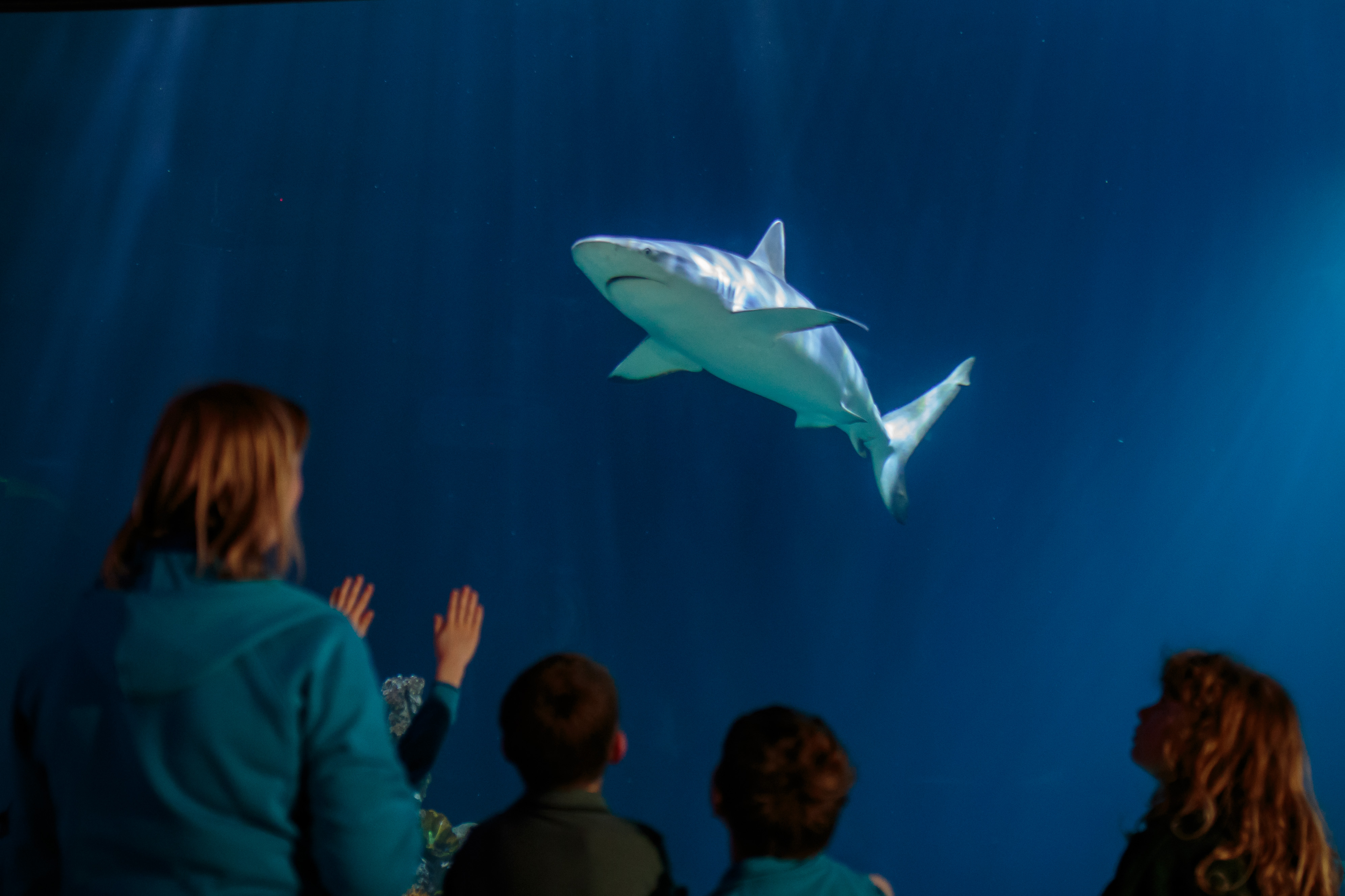 Children watching a shark swim in a large aquarium