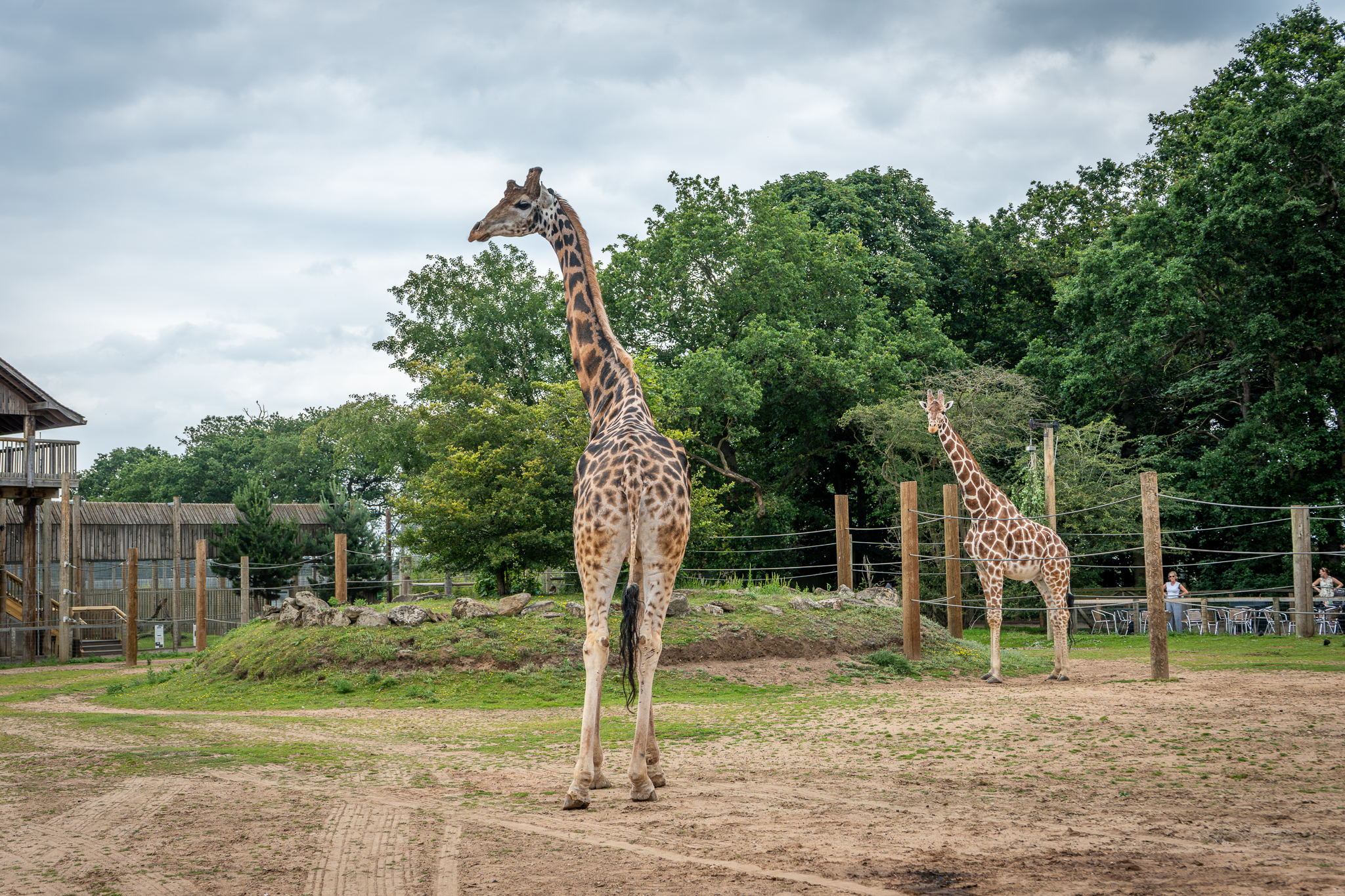 Two giraffes in a grassy enclosure at Yorkshire Wildlife Park