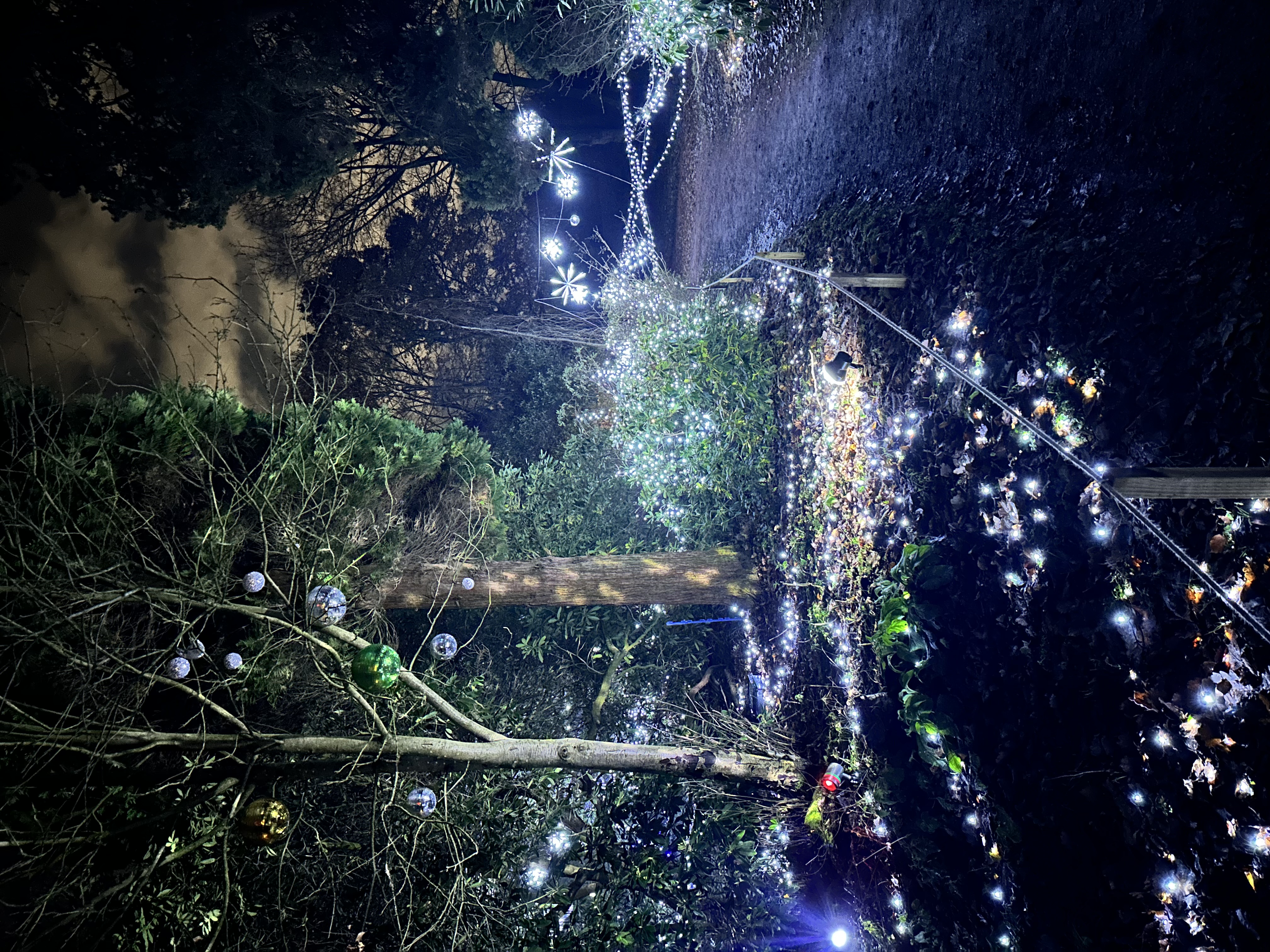 Pathway through illuminated garden with trees and lights