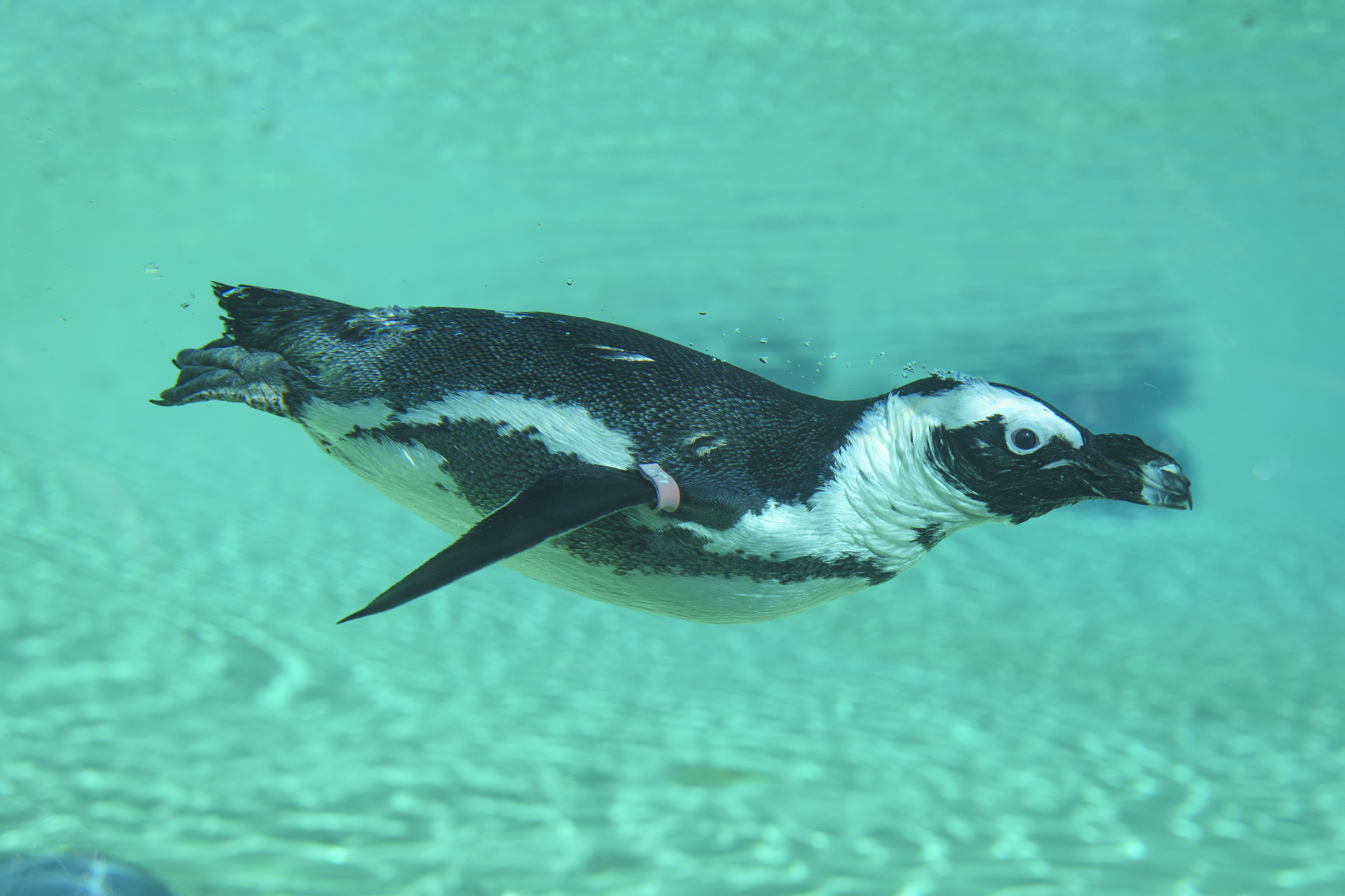 African penguin swimming gracefully underwater in clear pool