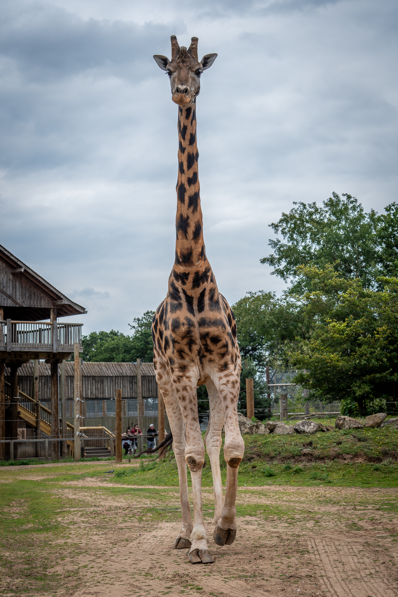 Tall giraffe walking in front of wooden safari lodge