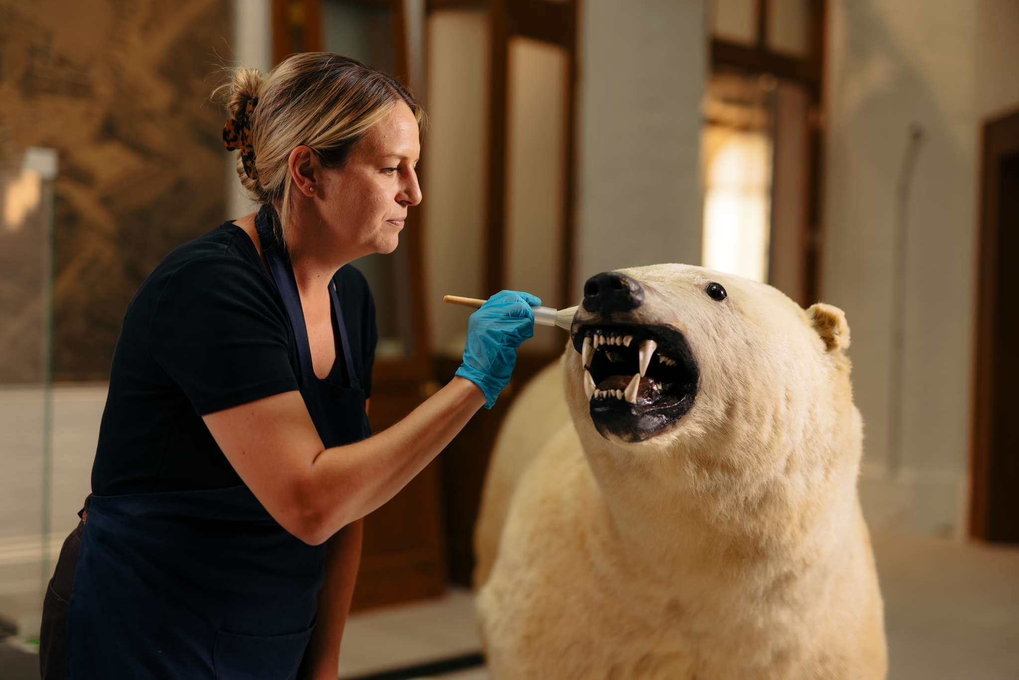 Woman cleaning taxidermy polar bear in museum setting