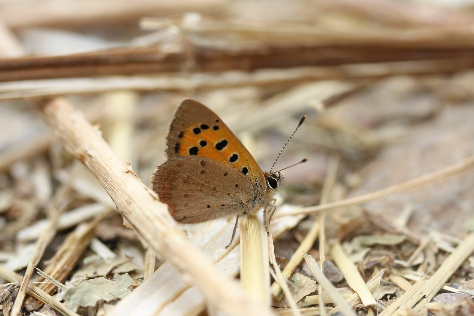 Small copper butterfly with orange and black spots on dry grass. Photograph: Pete Hughes