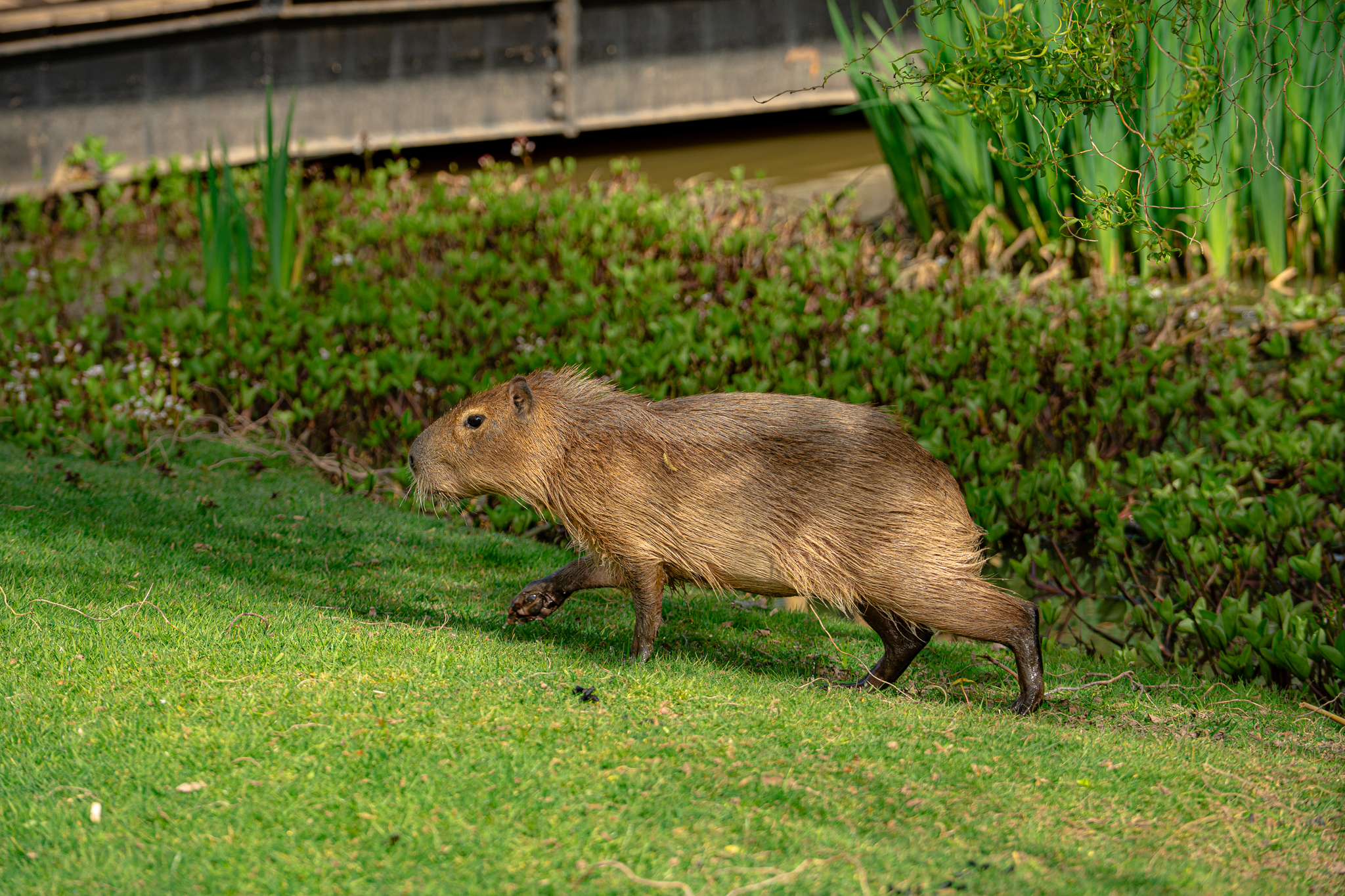 Capybara walking on green grass near lush vegetation