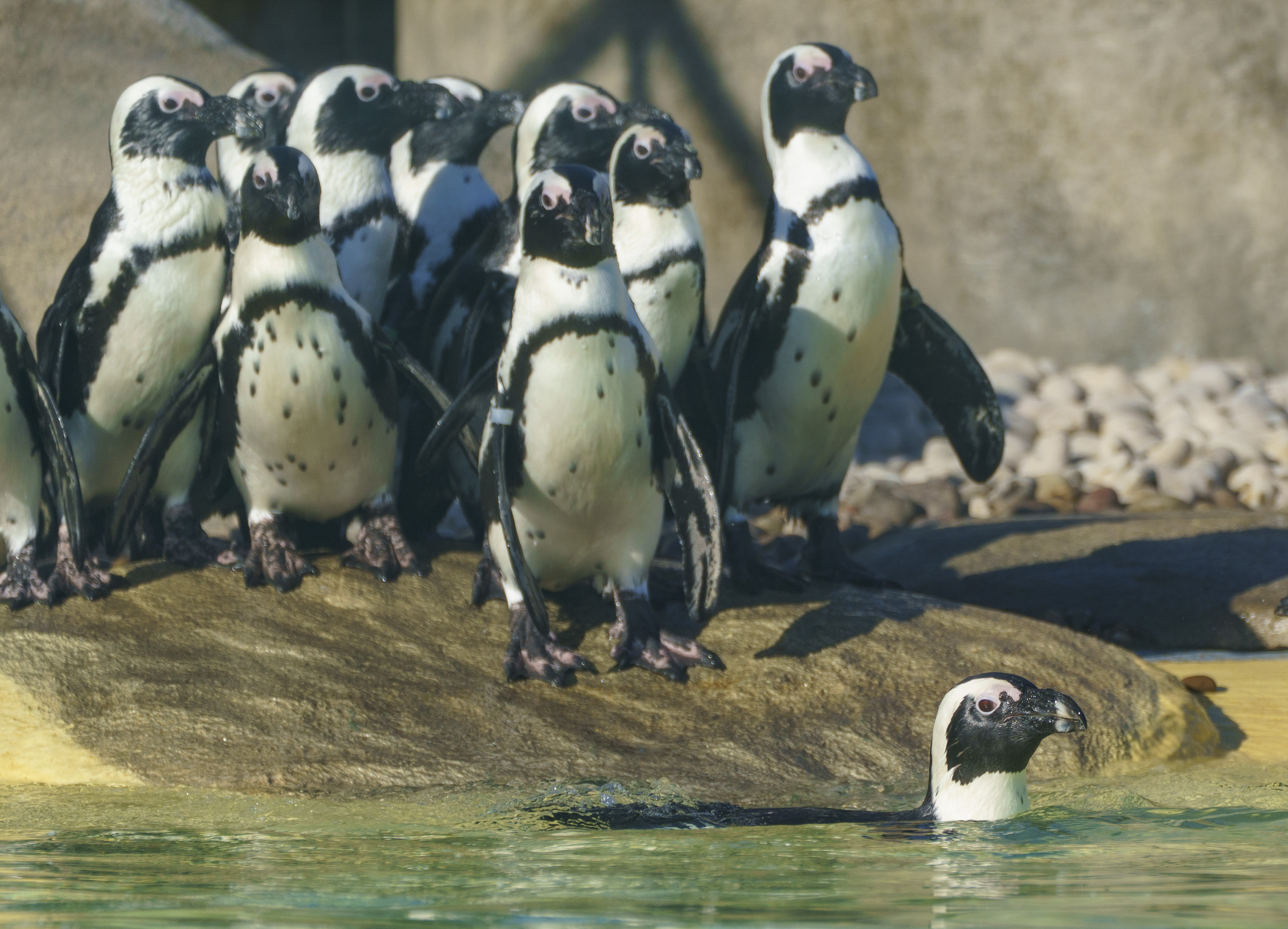 Group of penguins on rocks with one swimming in clear water