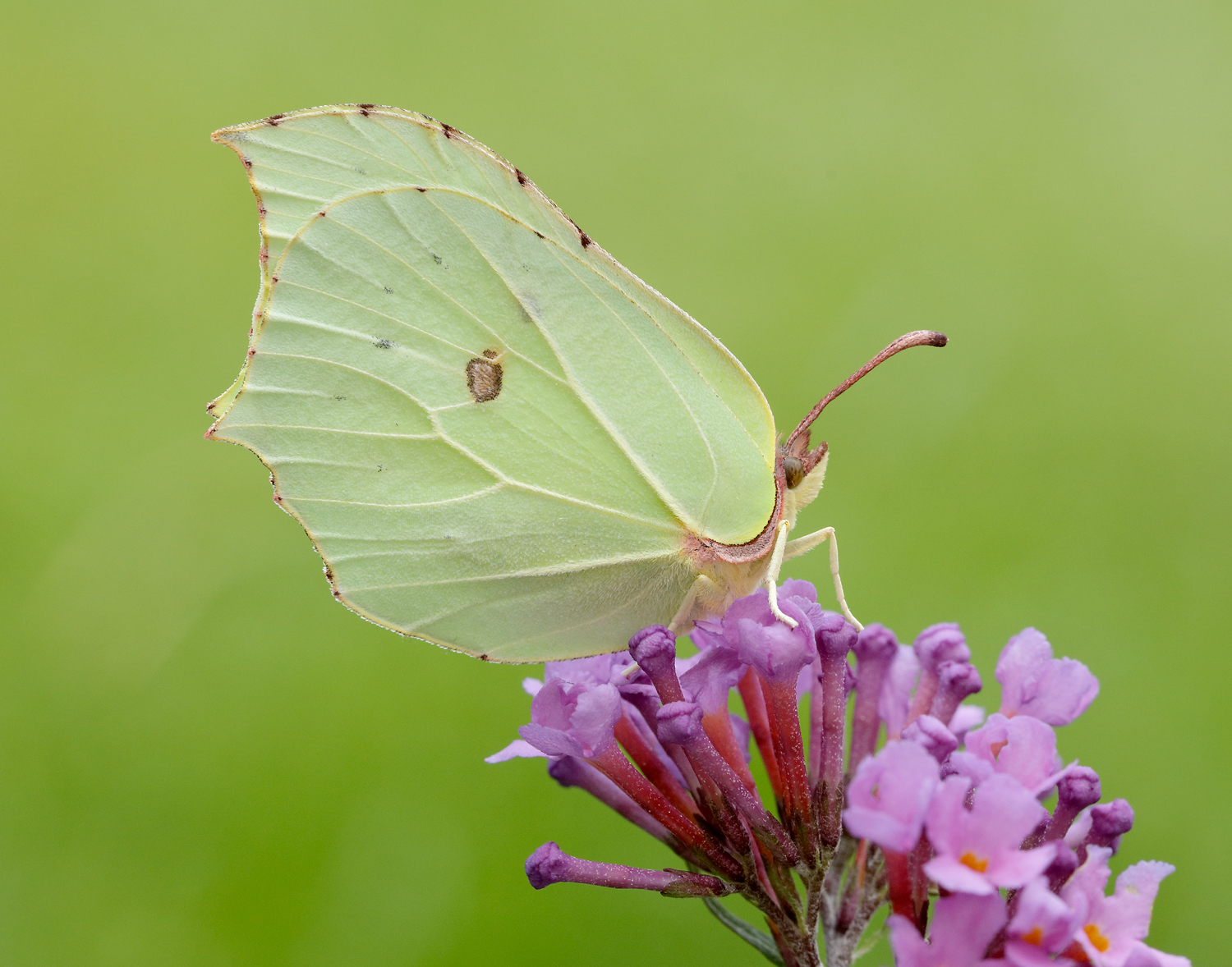 Britain's Favourite Butterfly Vote Launches on 15 May 2026 for Nature Lovers