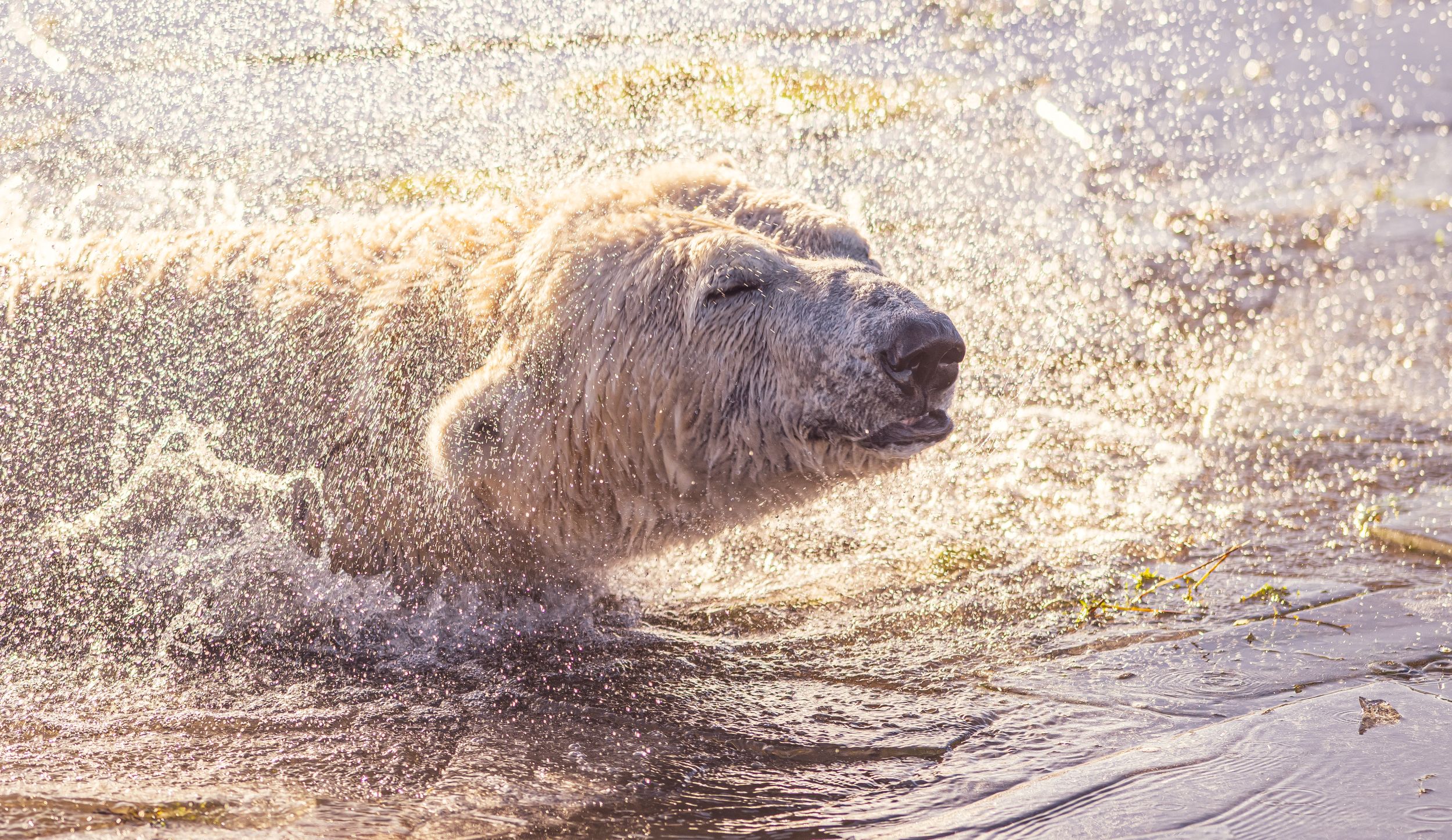 Animals at Yorkshire Wildlife Park Had a Real Spring in Their Step as Temperatures Hotted Up