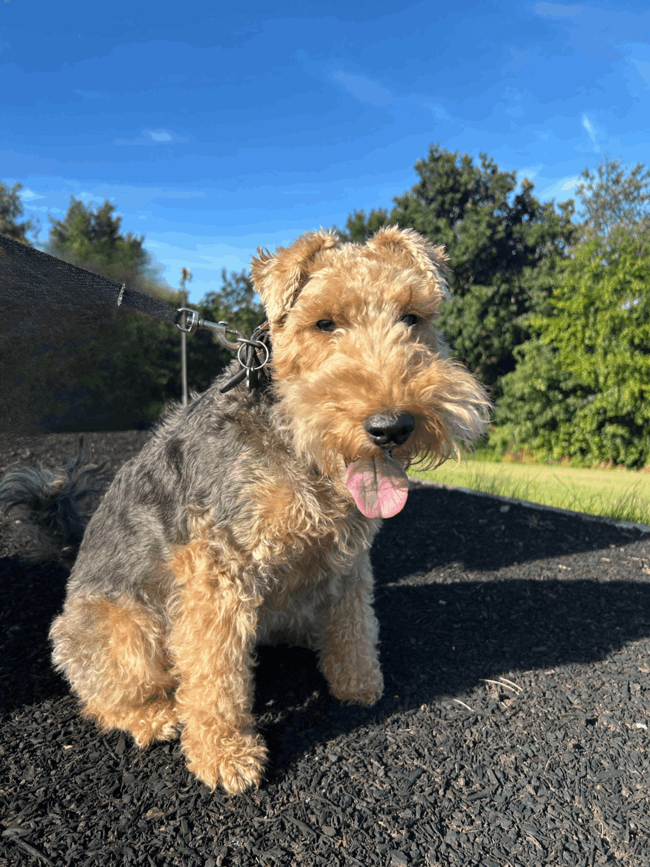 Yorkshire Terrier sitting on a path with trees in the background