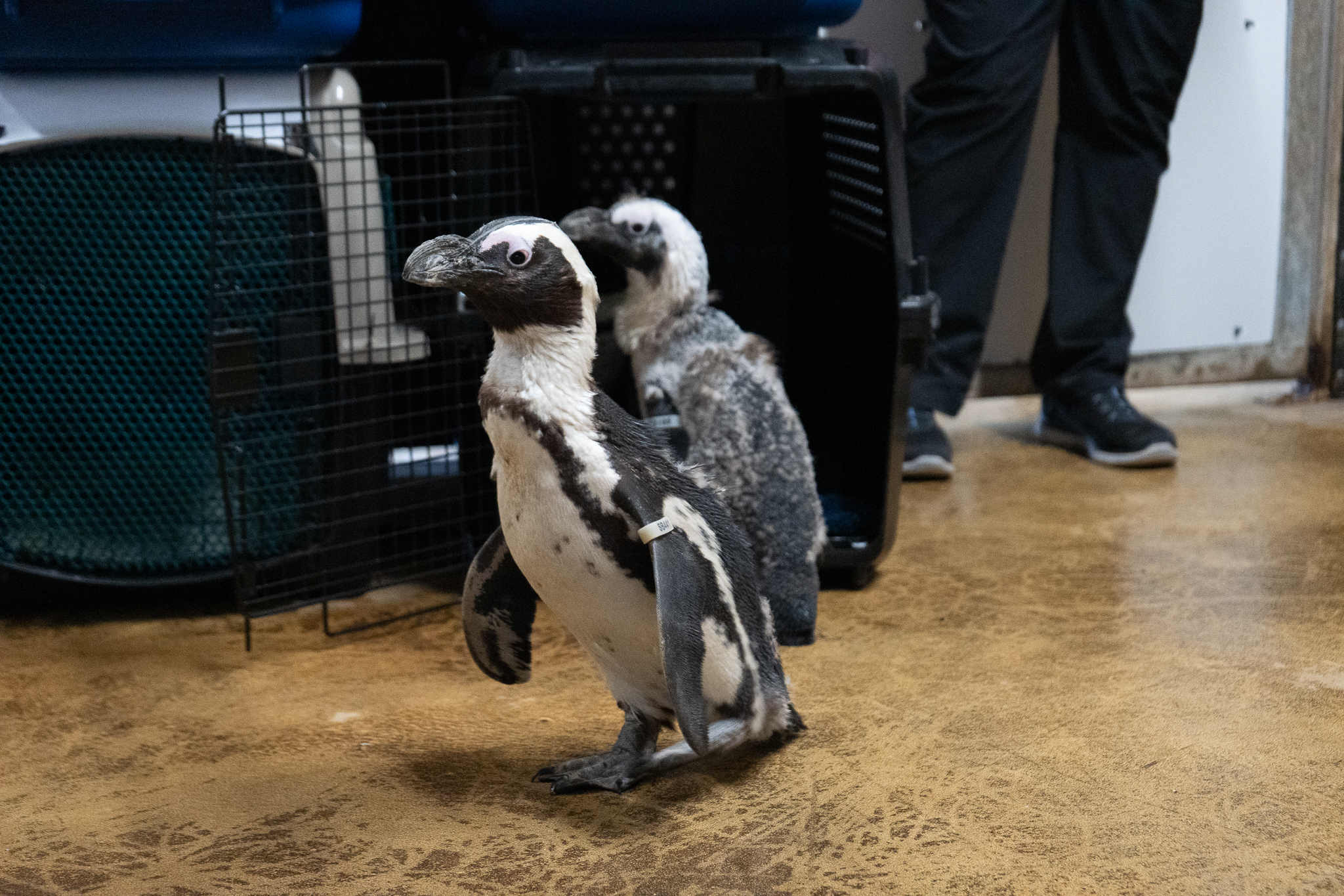 Two African penguins on a brown floor near open crates