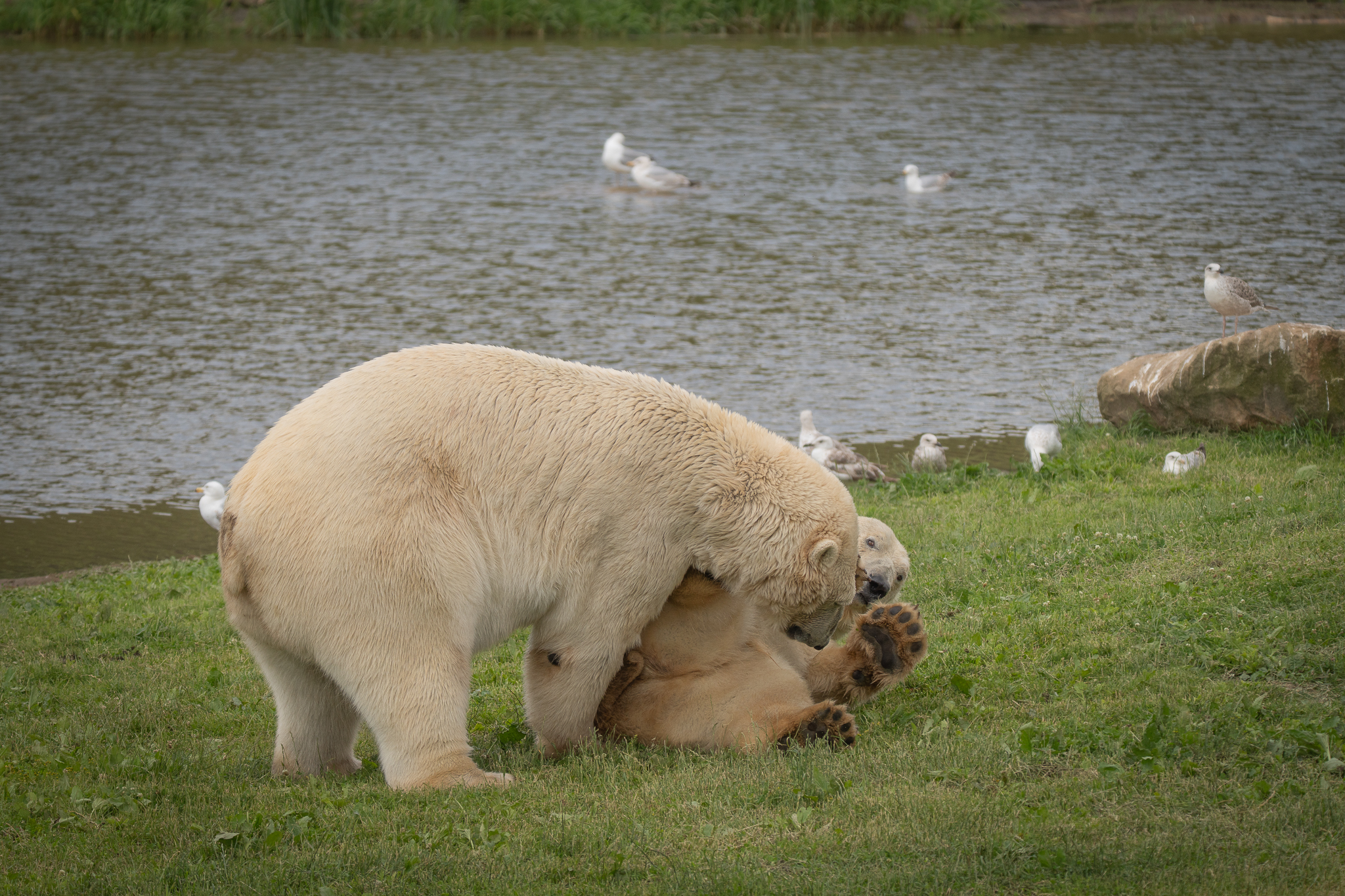 Polar bears playing on grass beside a lake with seagulls nearby