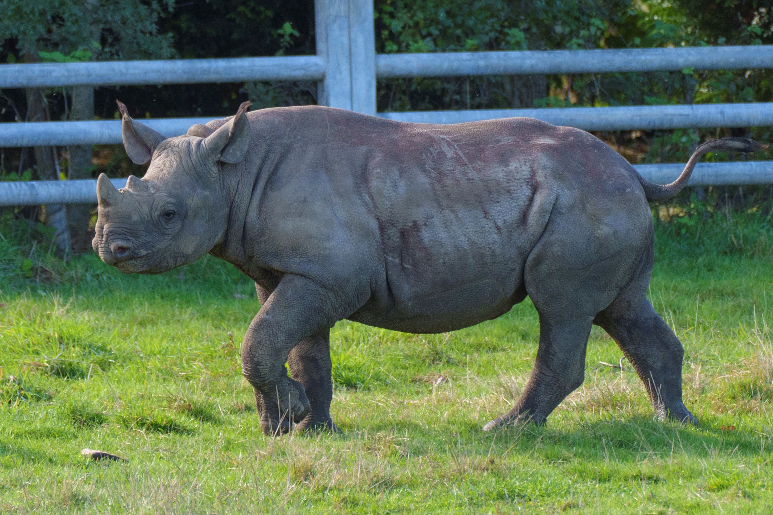 Young rhinoceros walking on green grass in a Yorkshire wildlife park