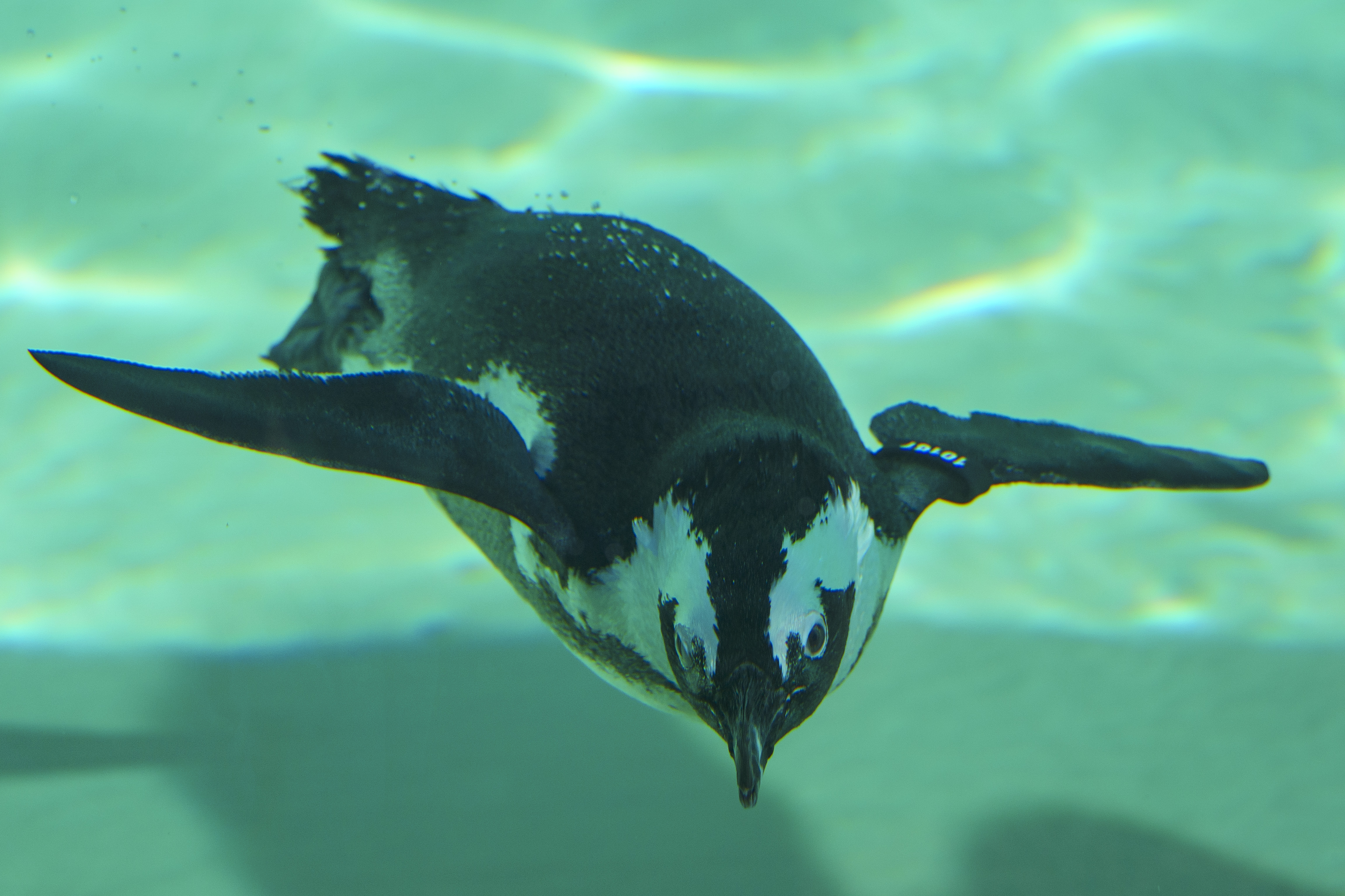 Humboldt penguin swimming underwater in clear blue pool