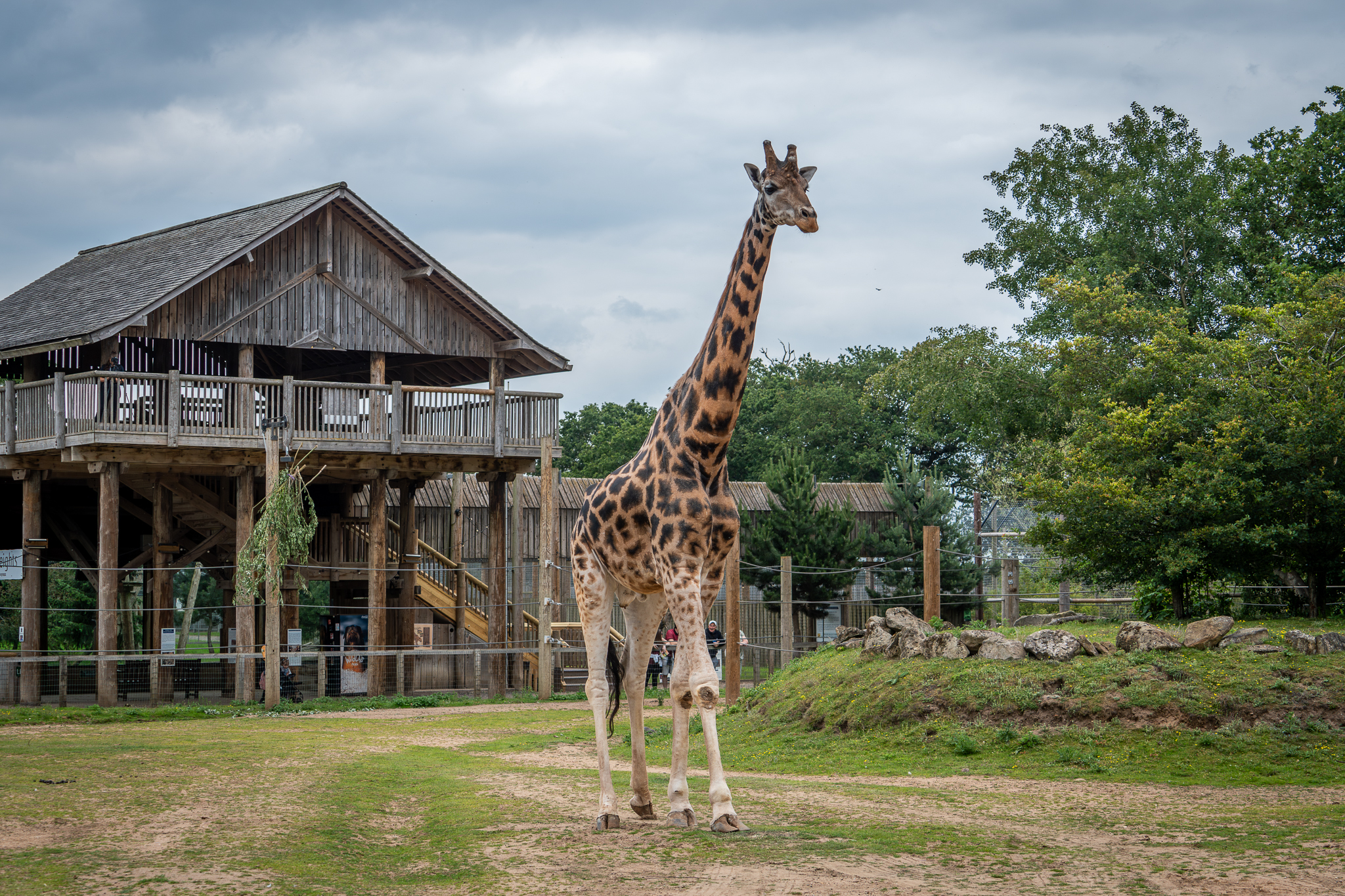 Giraffe walking in front of wooden safari lodge under cloudy sky