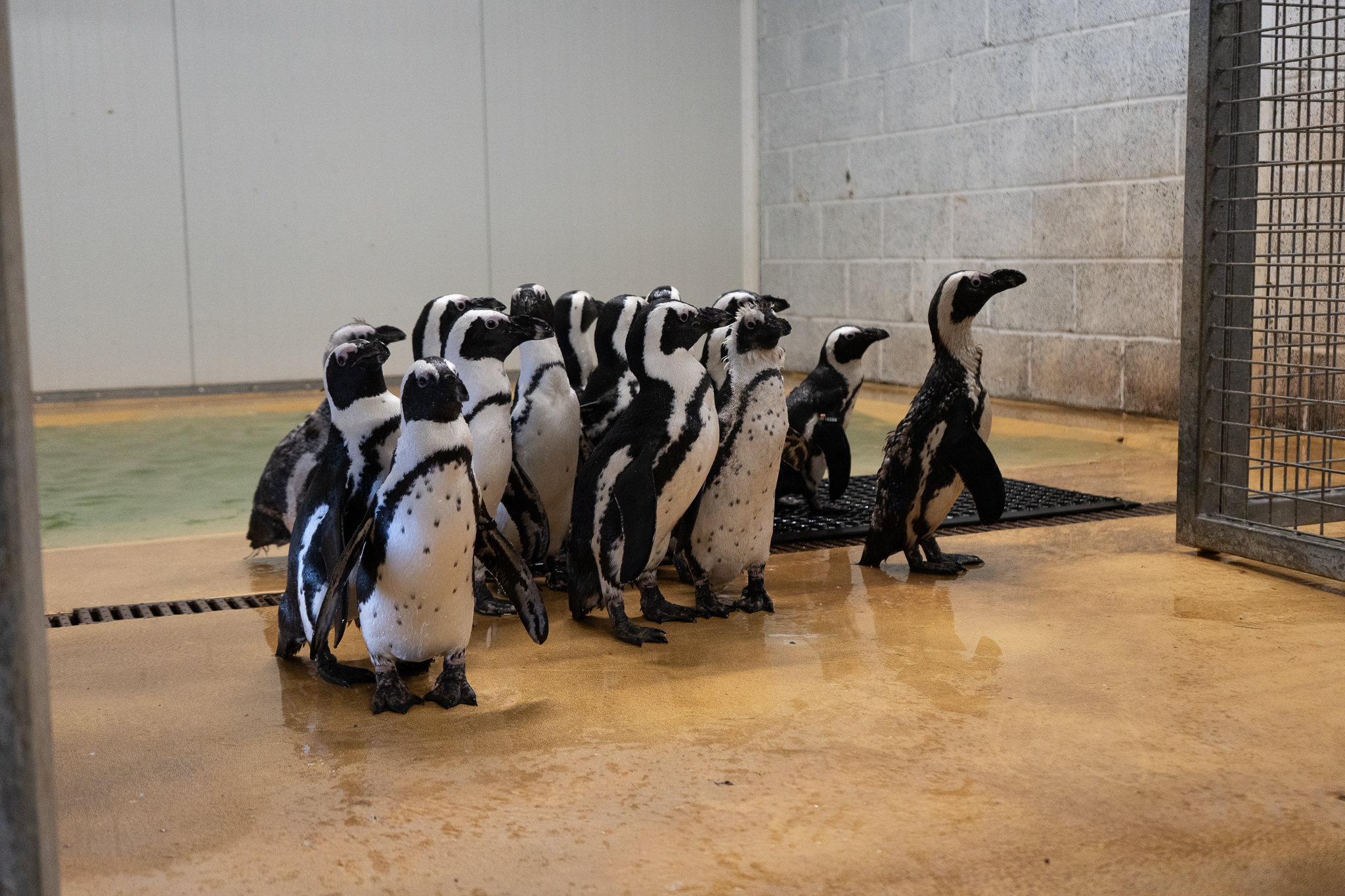 Group of penguins gathered on wet concrete floor indoors