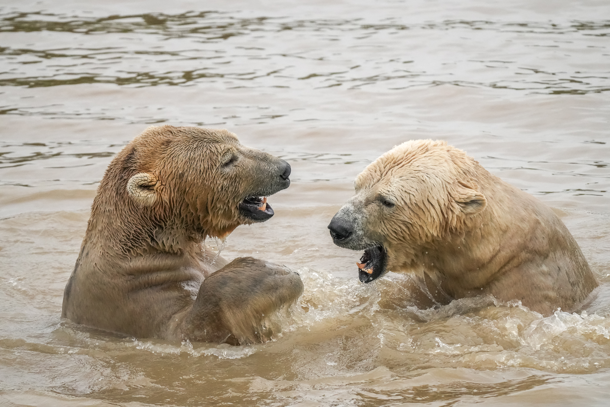 Two polar bears playfully sparring in a muddy water pool
