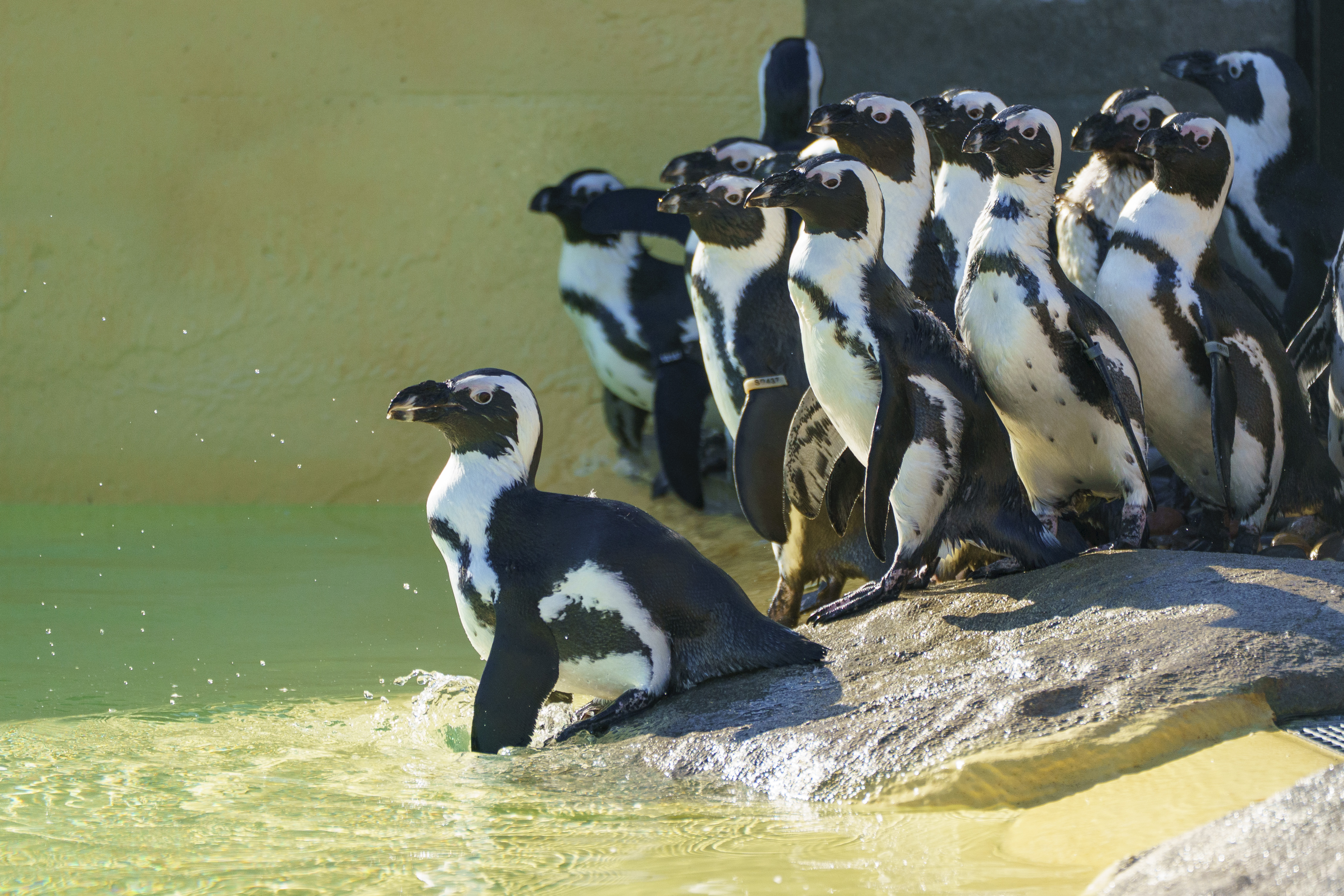Group of penguins standing on rocks beside a pool