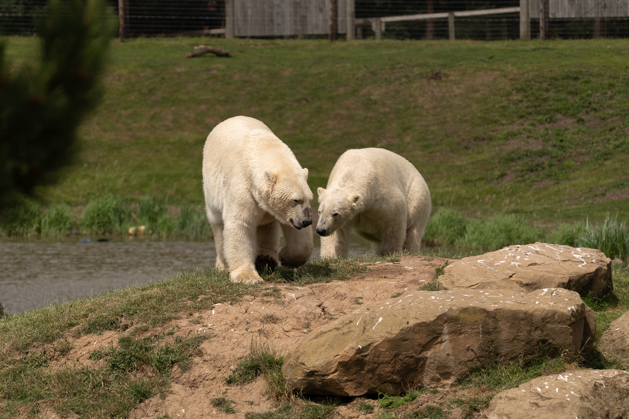 Two polar bears walking on rocky terrain in a grassy enclosure