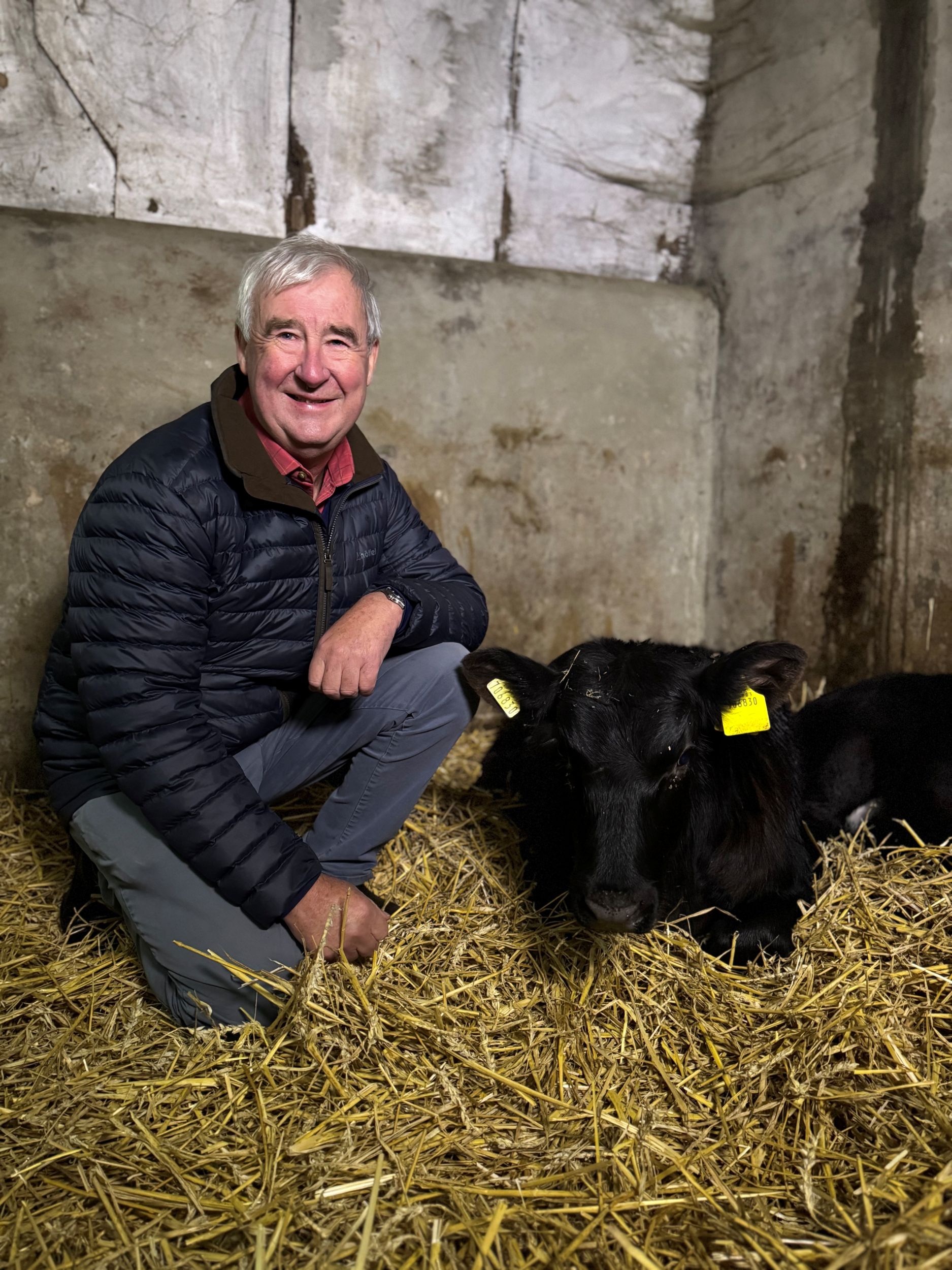 Smiling man in a barn kneeling beside a resting black calf