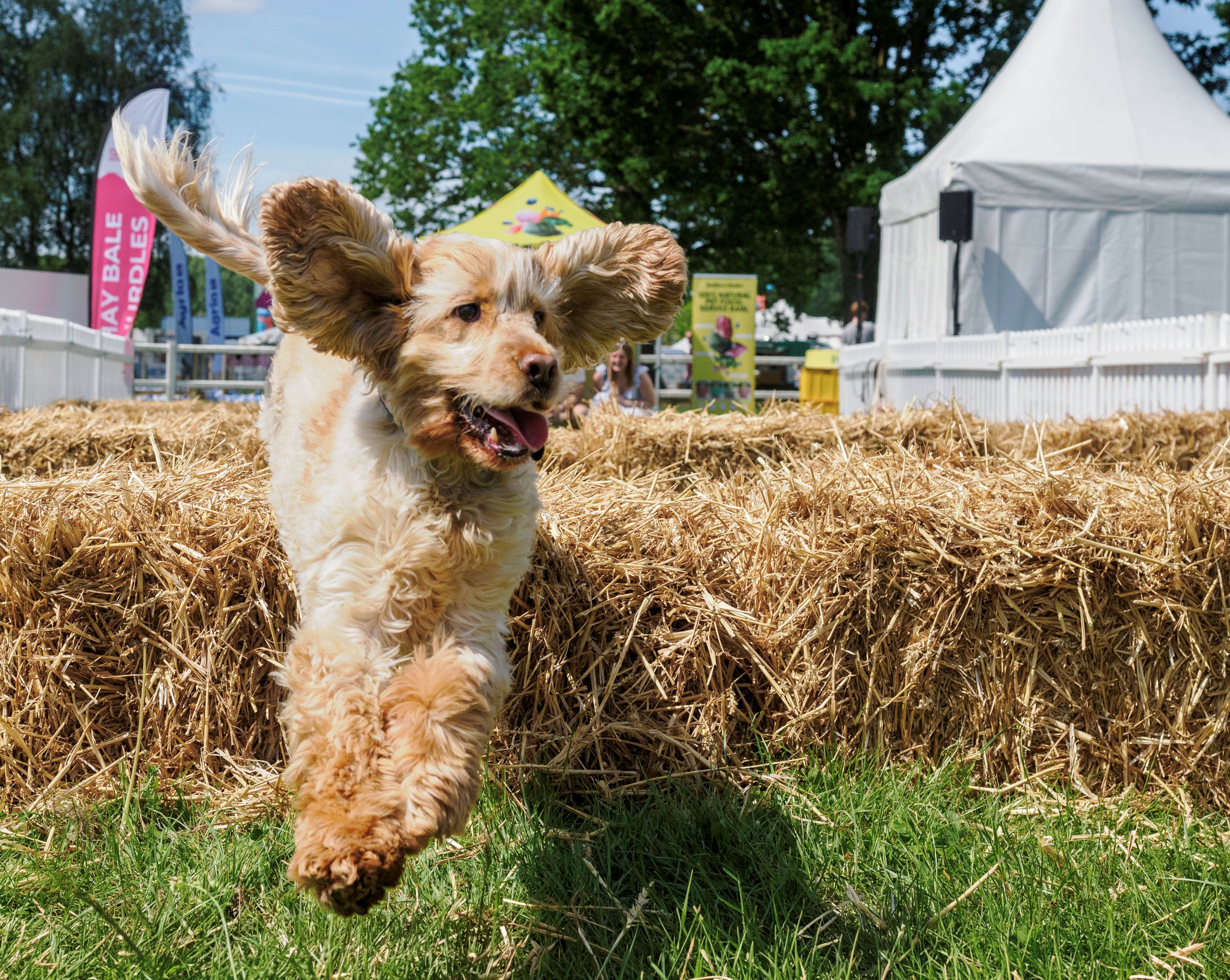 Joyful spaniel leaping over hay bales at outdoor festival
