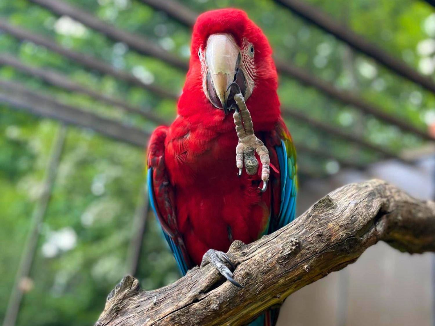 Vibrant red macaw perched on branch in lush green aviary