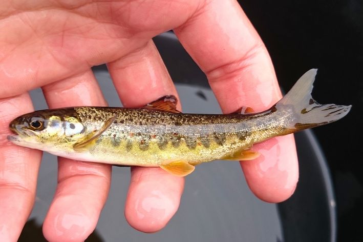 Hand holding a small brown trout with golden scales and spots