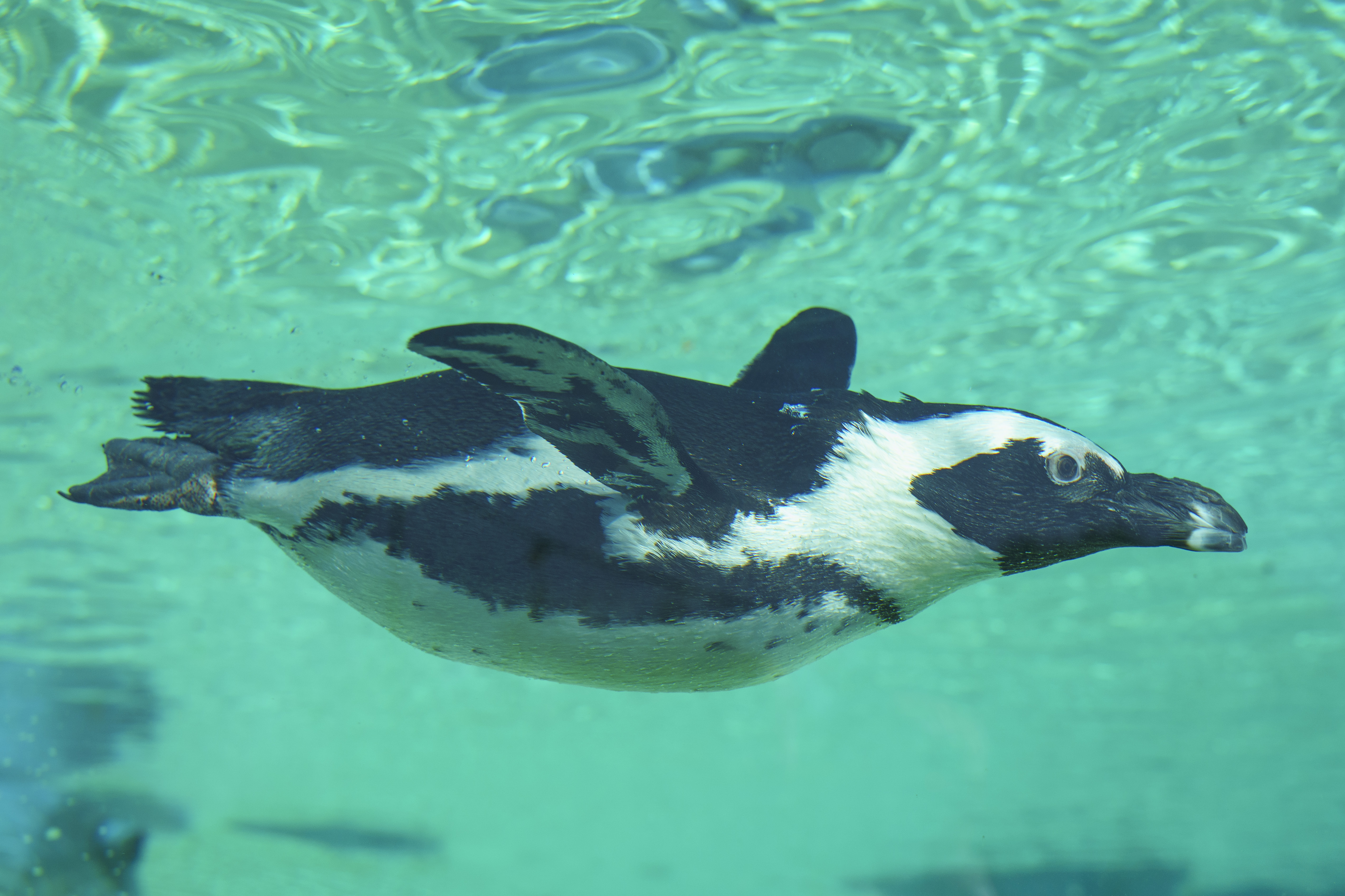 Penguin swimming gracefully underwater in clear blue water