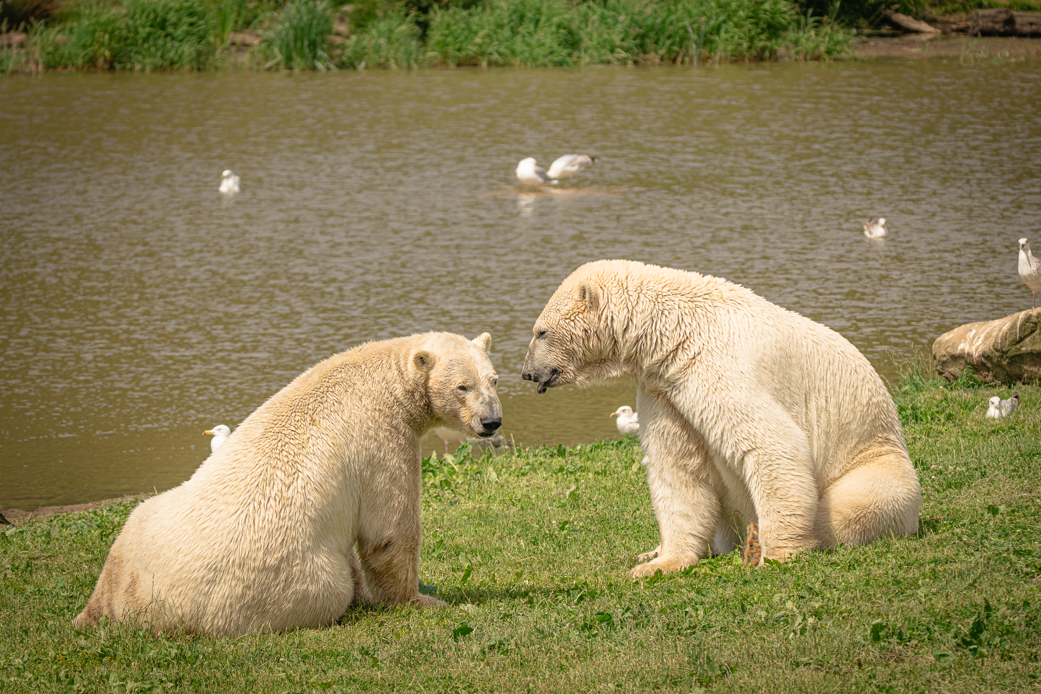 Two polar bears sitting by a tranquil pond with seagulls nearby