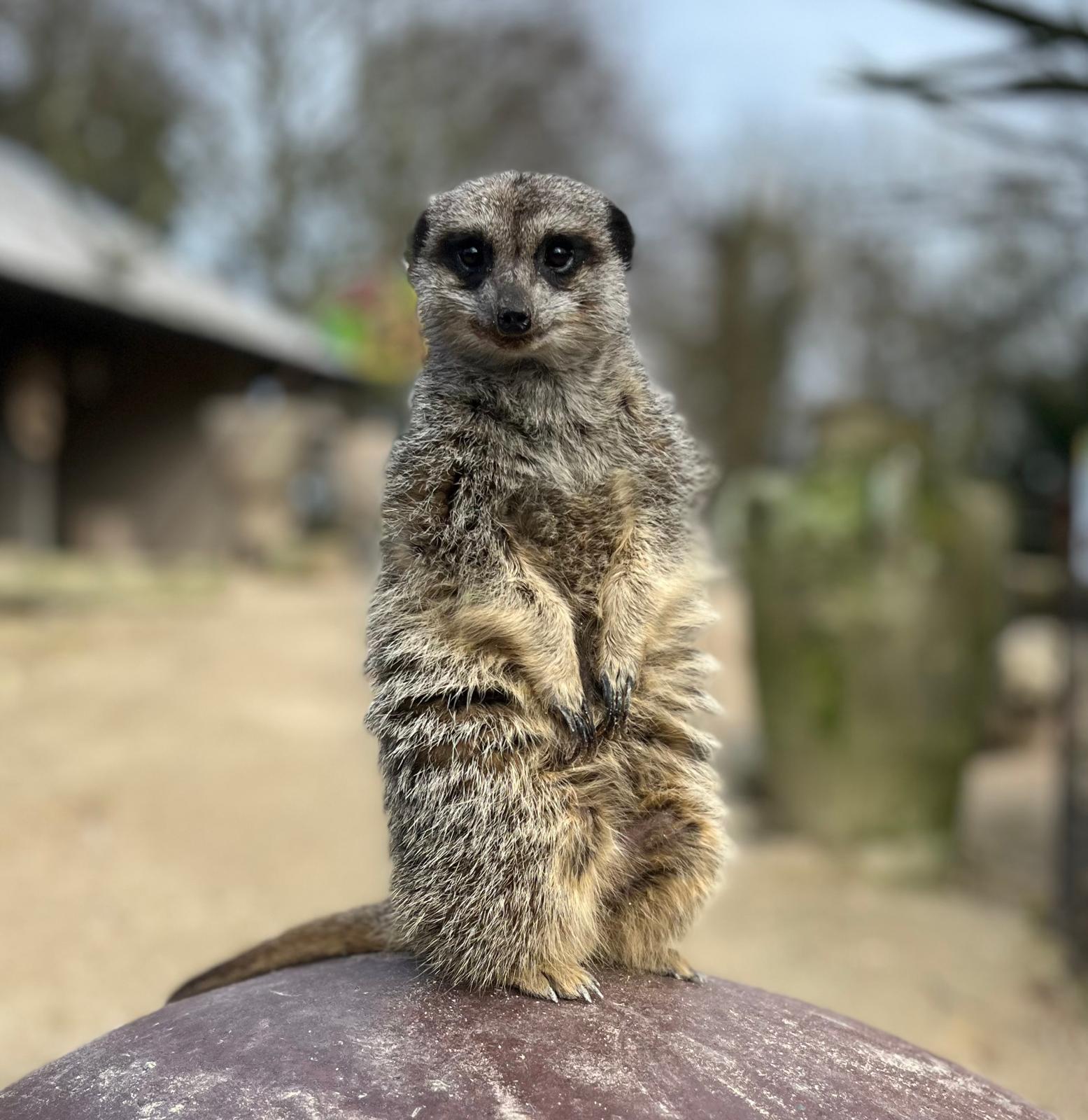 Meerkat standing alert on a rock with blurred background