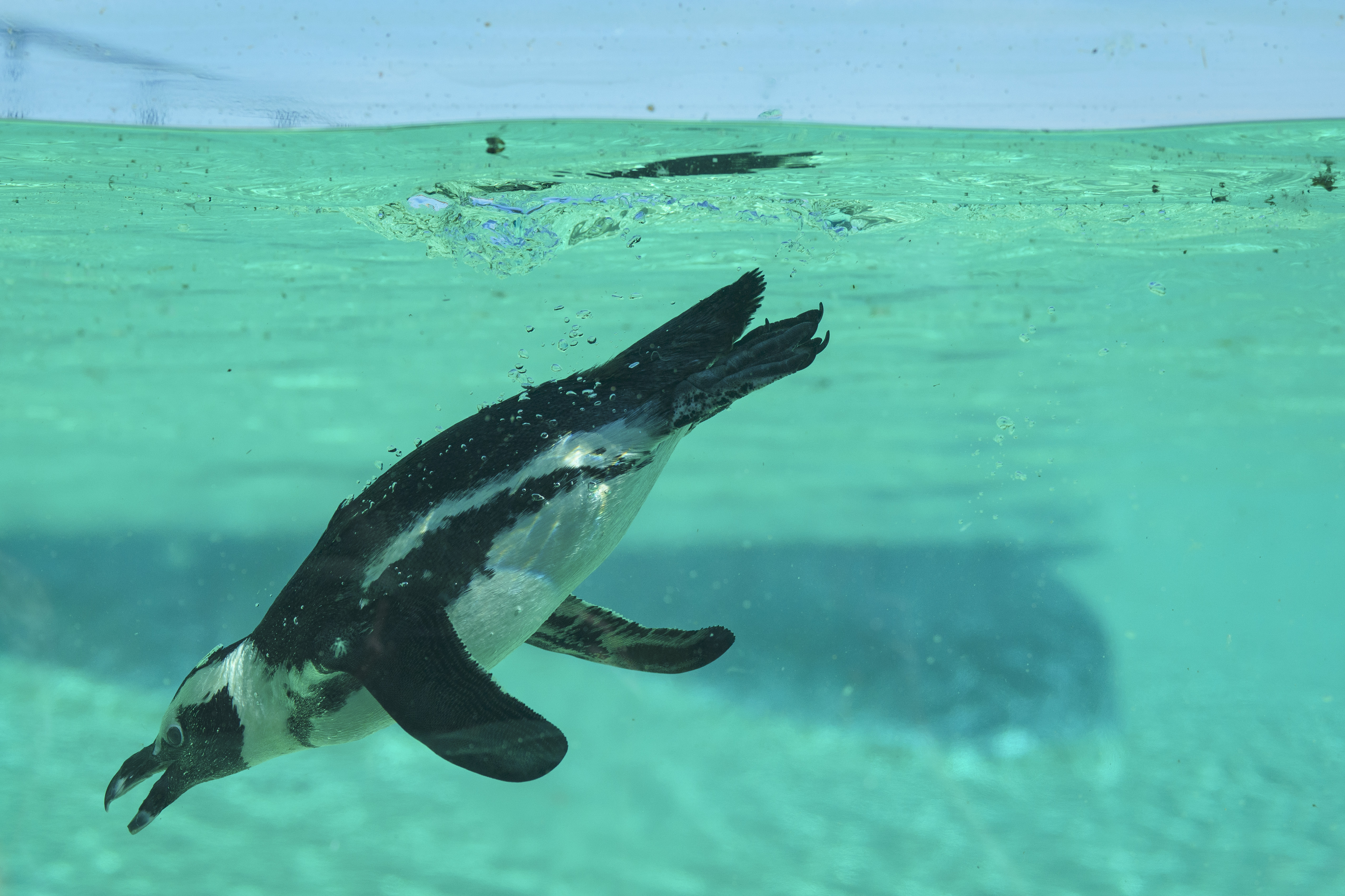 Penguin swimming underwater in clear turquoise water