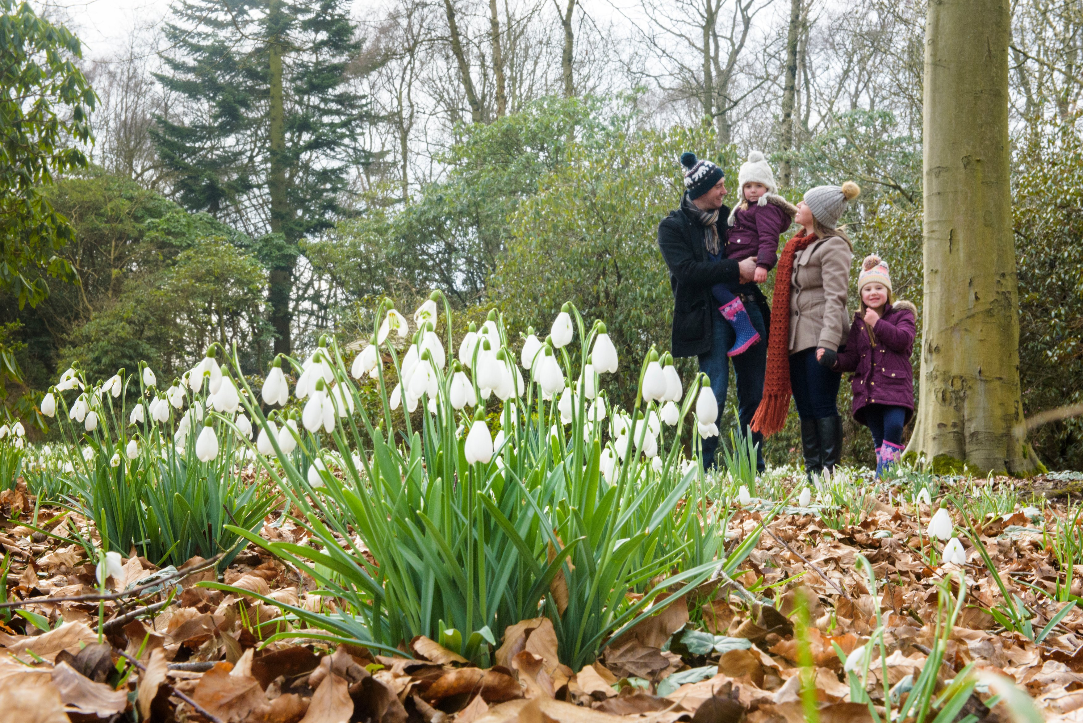 Everything You Need to Know About 'Take the Plunge' Into Alpine Gardening - RHS Harlow Carr Presents Its Biggest Snowdrop Collection Under Glass