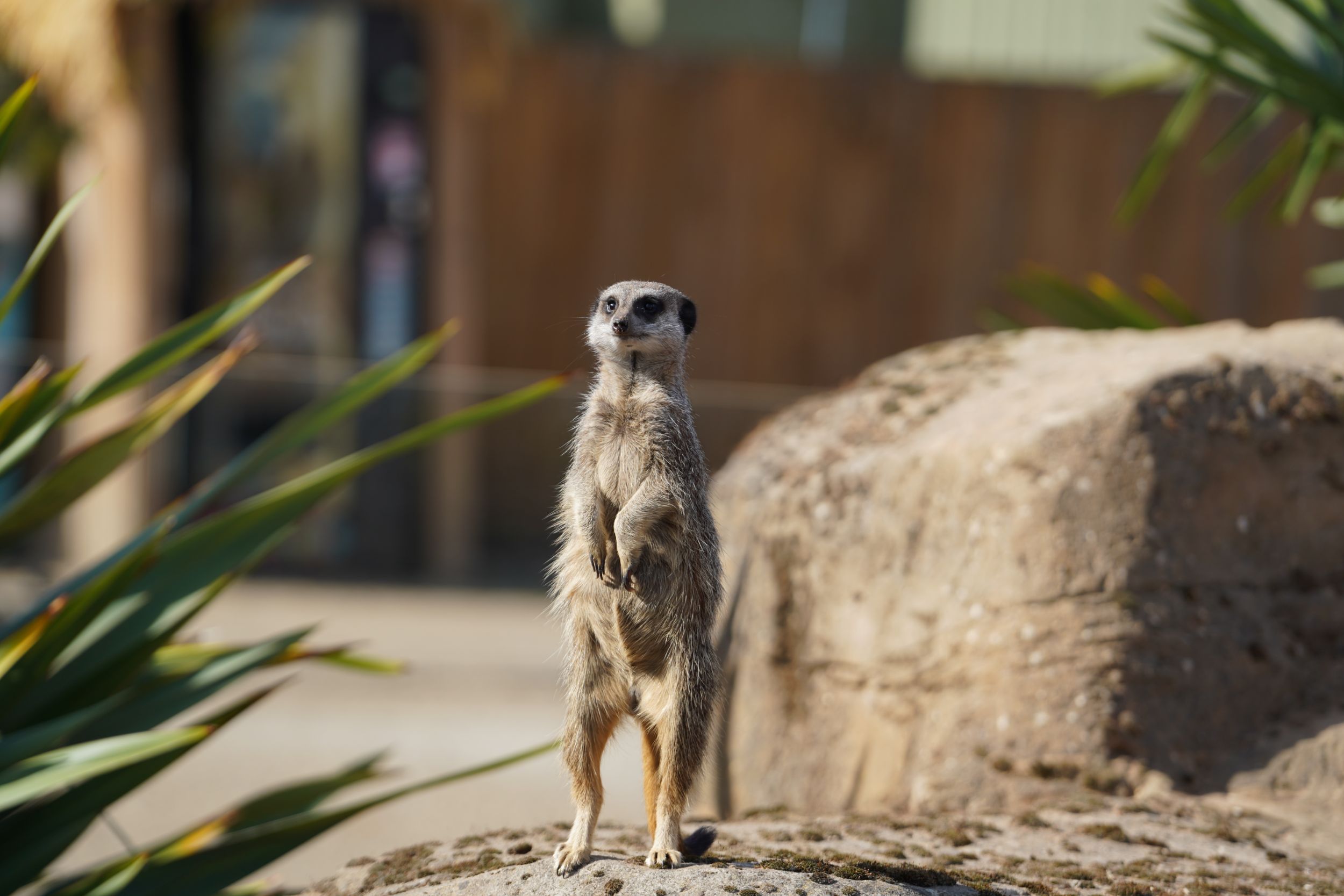 Meerkat standing alert on rock surrounded by greenery