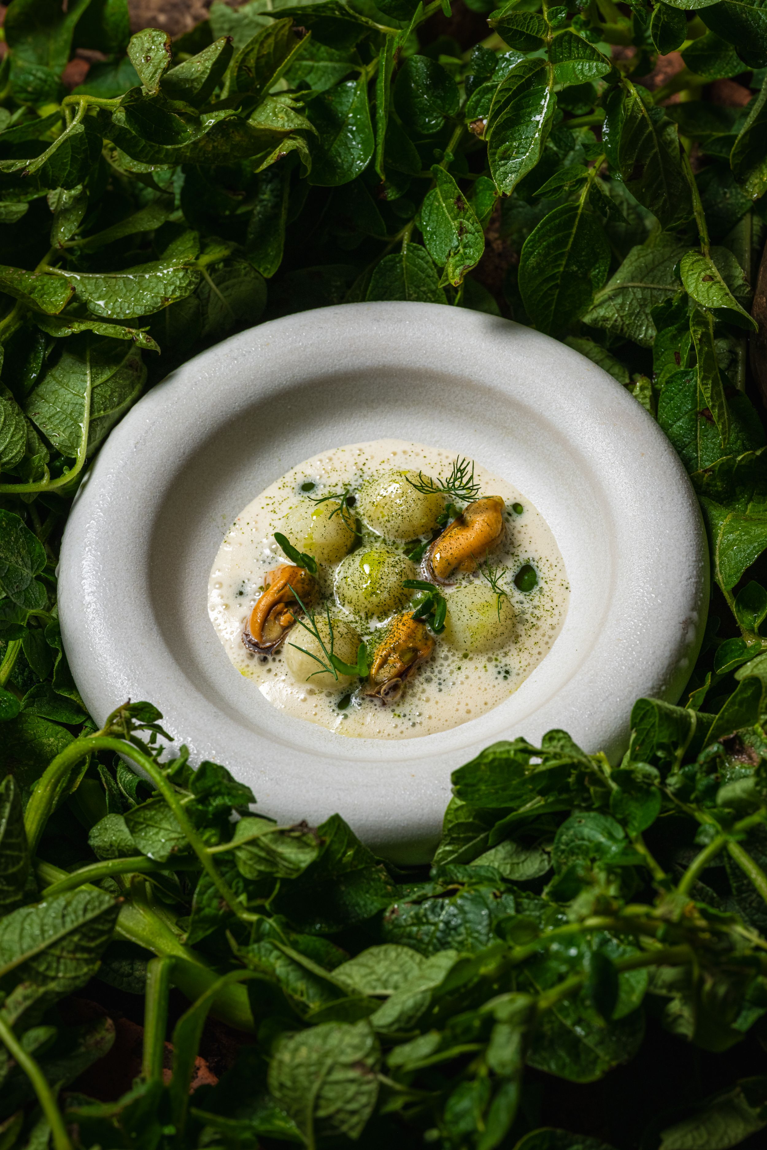 Elegant seafood dish with mussels and green garnish on white plate