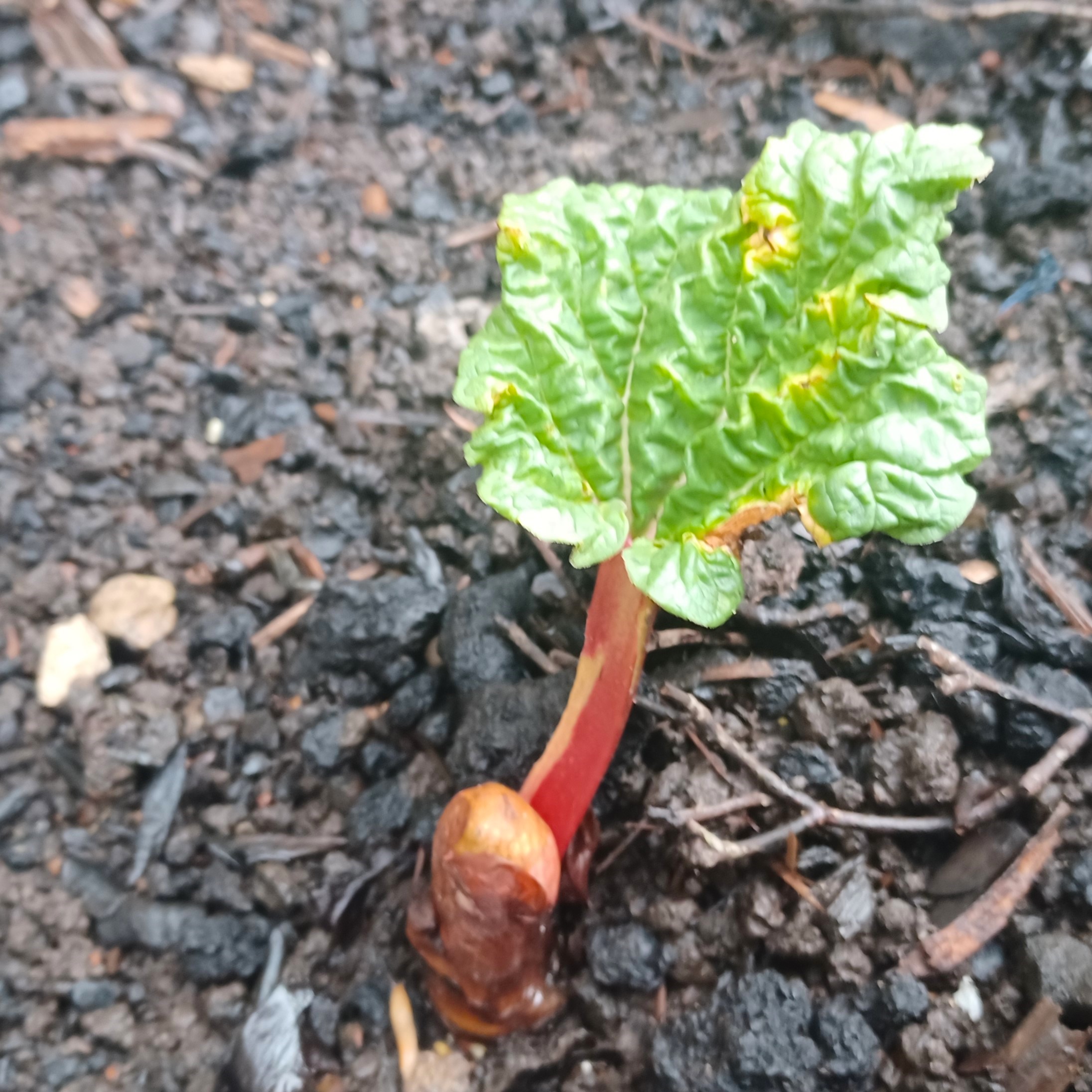 Rhubarb Festival Returns to Wakefield from February 19 to 21, 2027