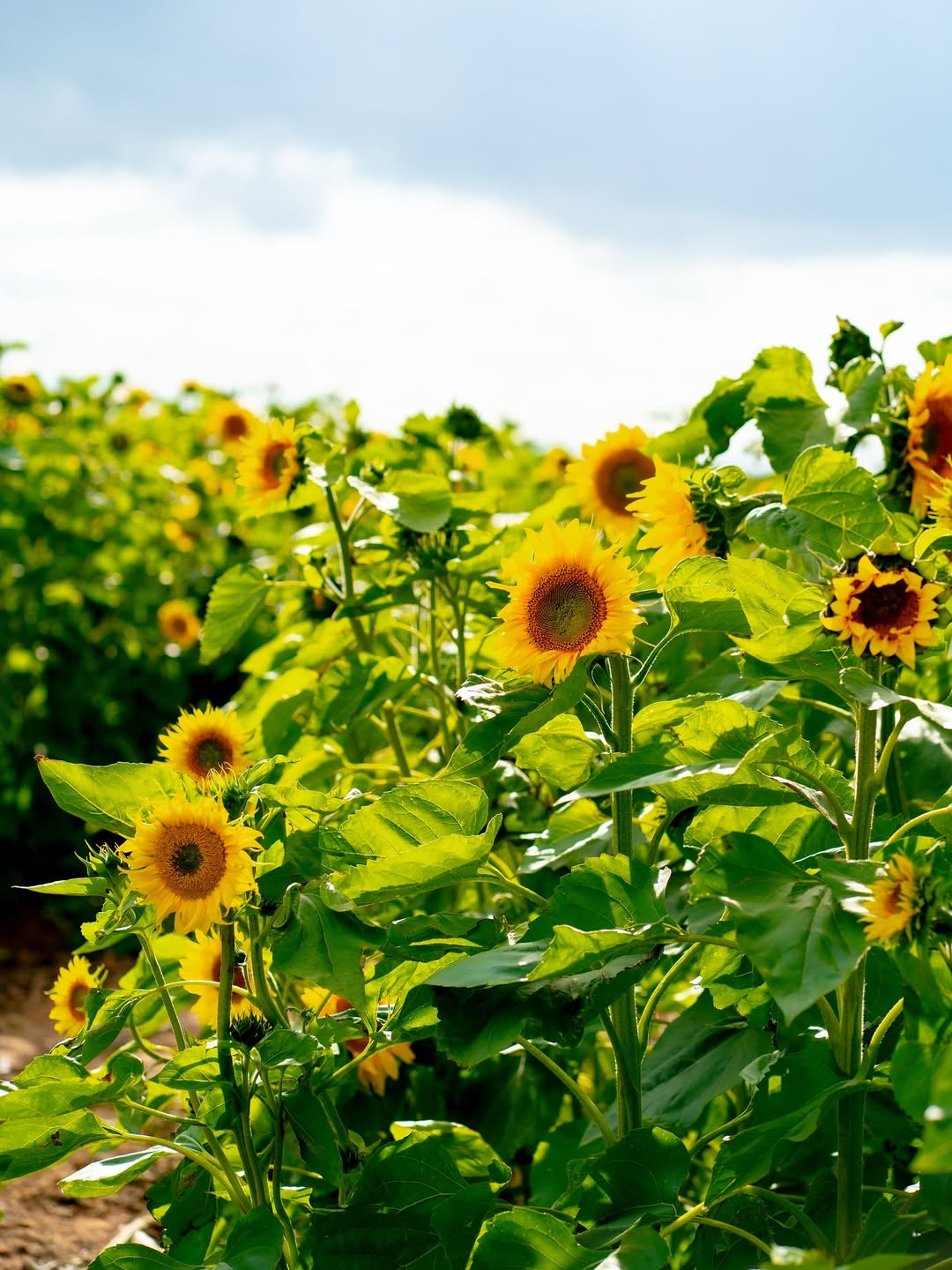 Vibrant sunflower field under a partly cloudy sky