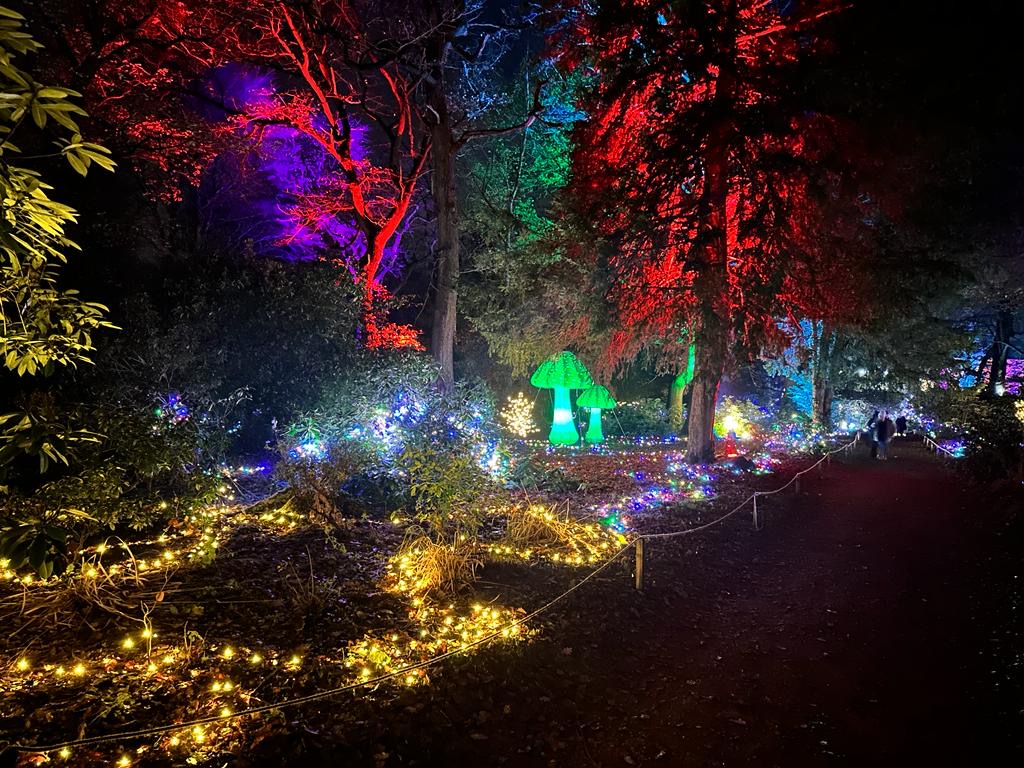 Colorful illuminated forest path with vibrant lights