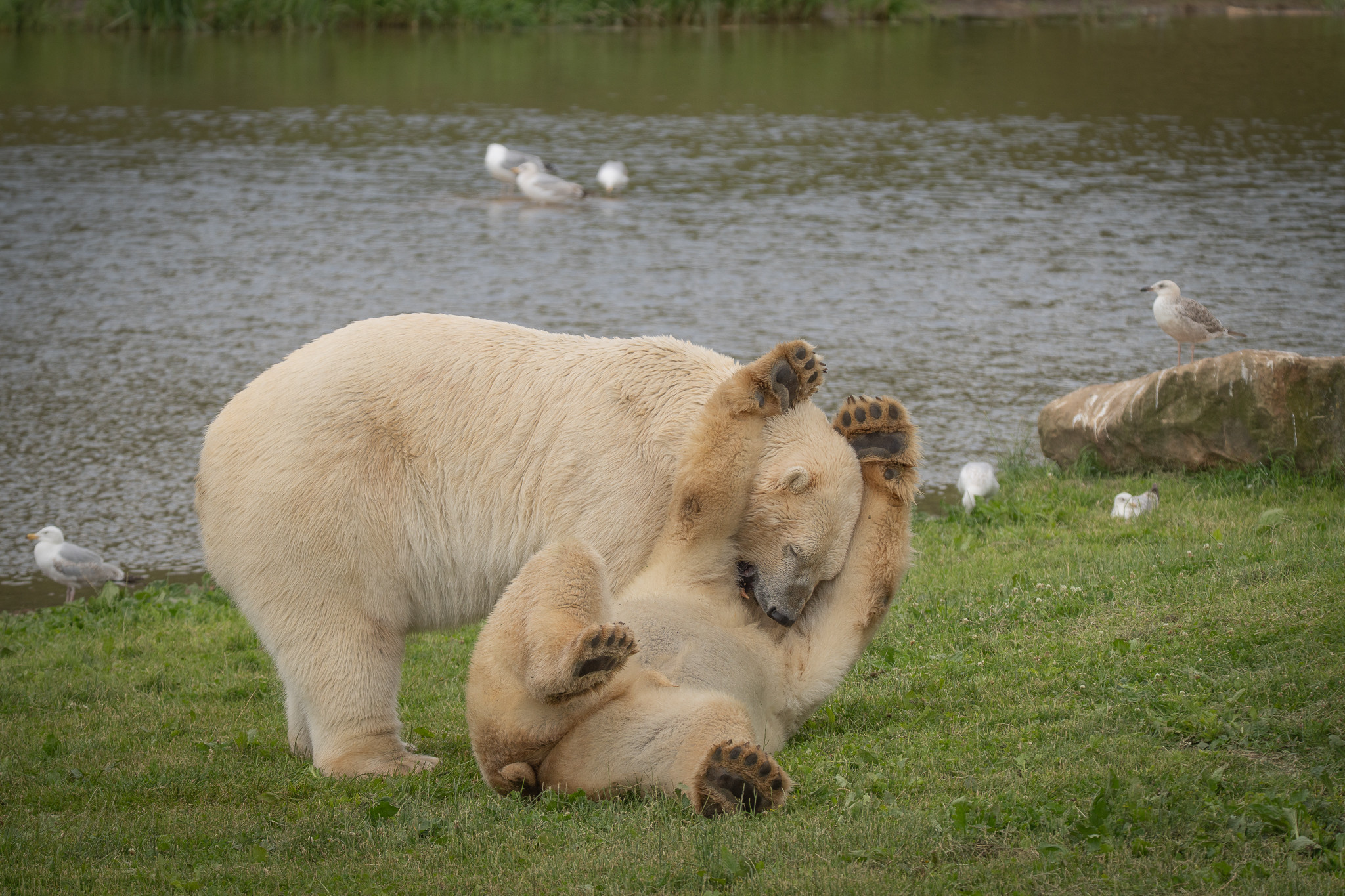 Two polar bears play fighting on grass by a pond with seagulls
