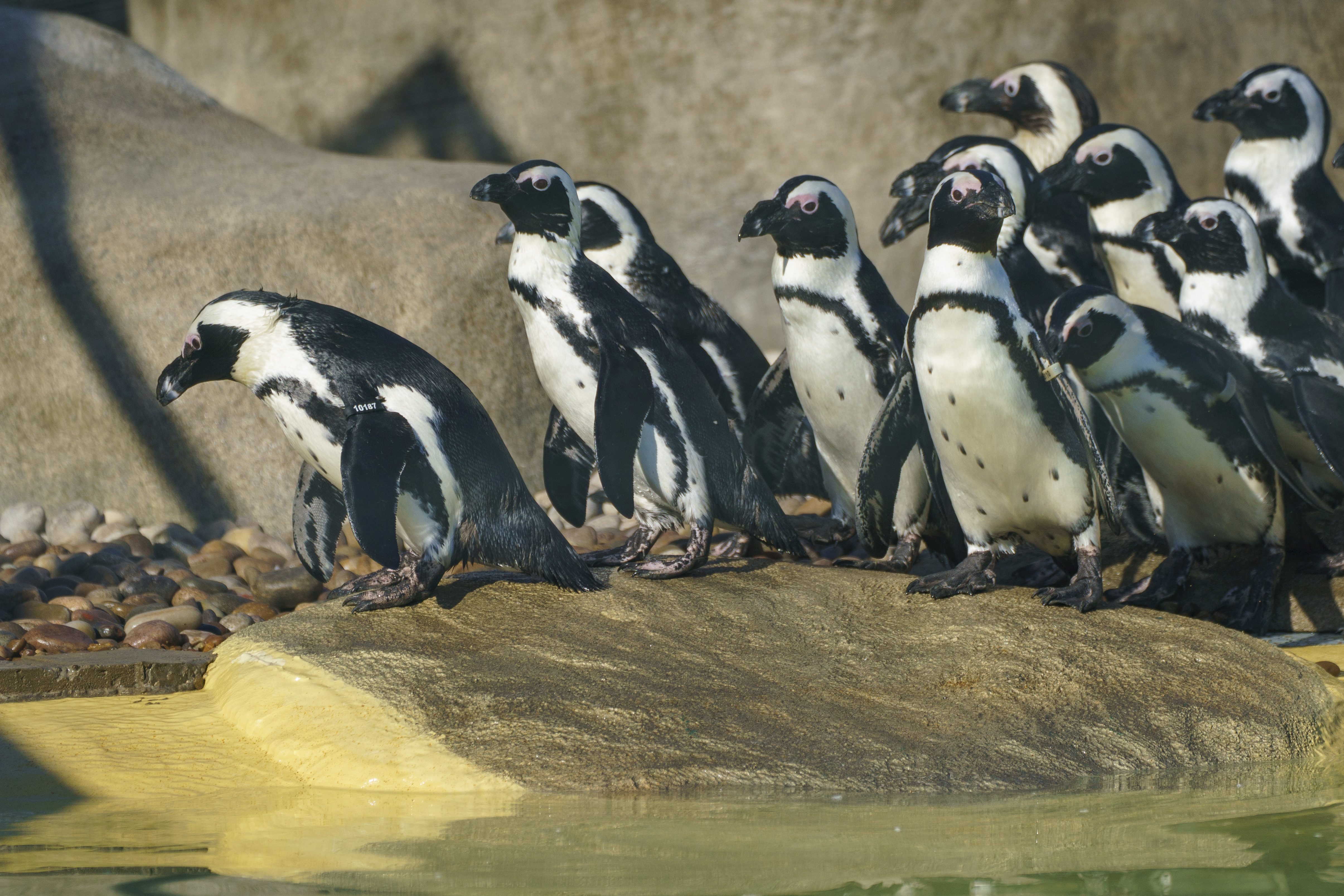 Group of African penguins on rocks by water in sunlight
