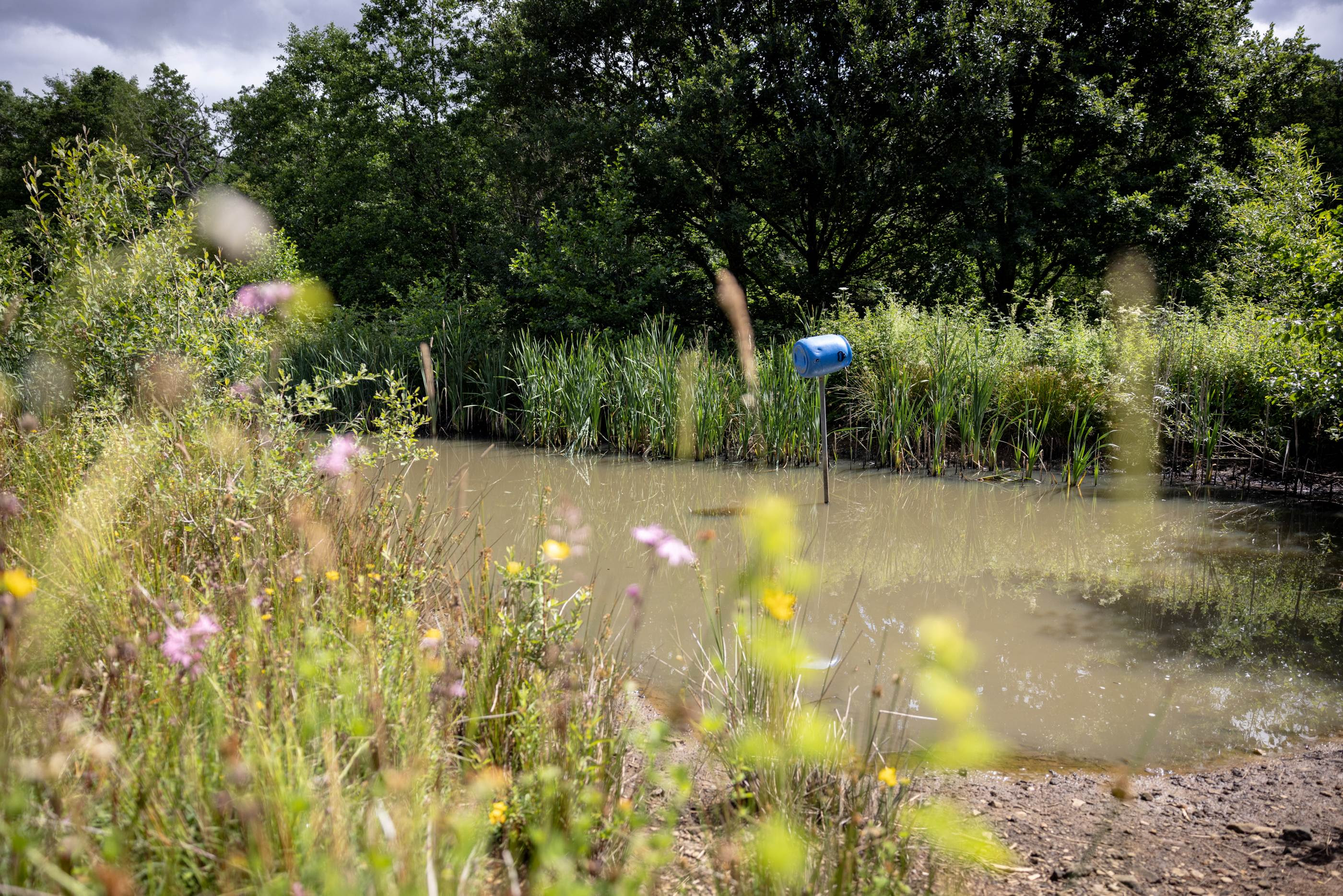 Tranquil pond surrounded by lush greenery and wildflowers