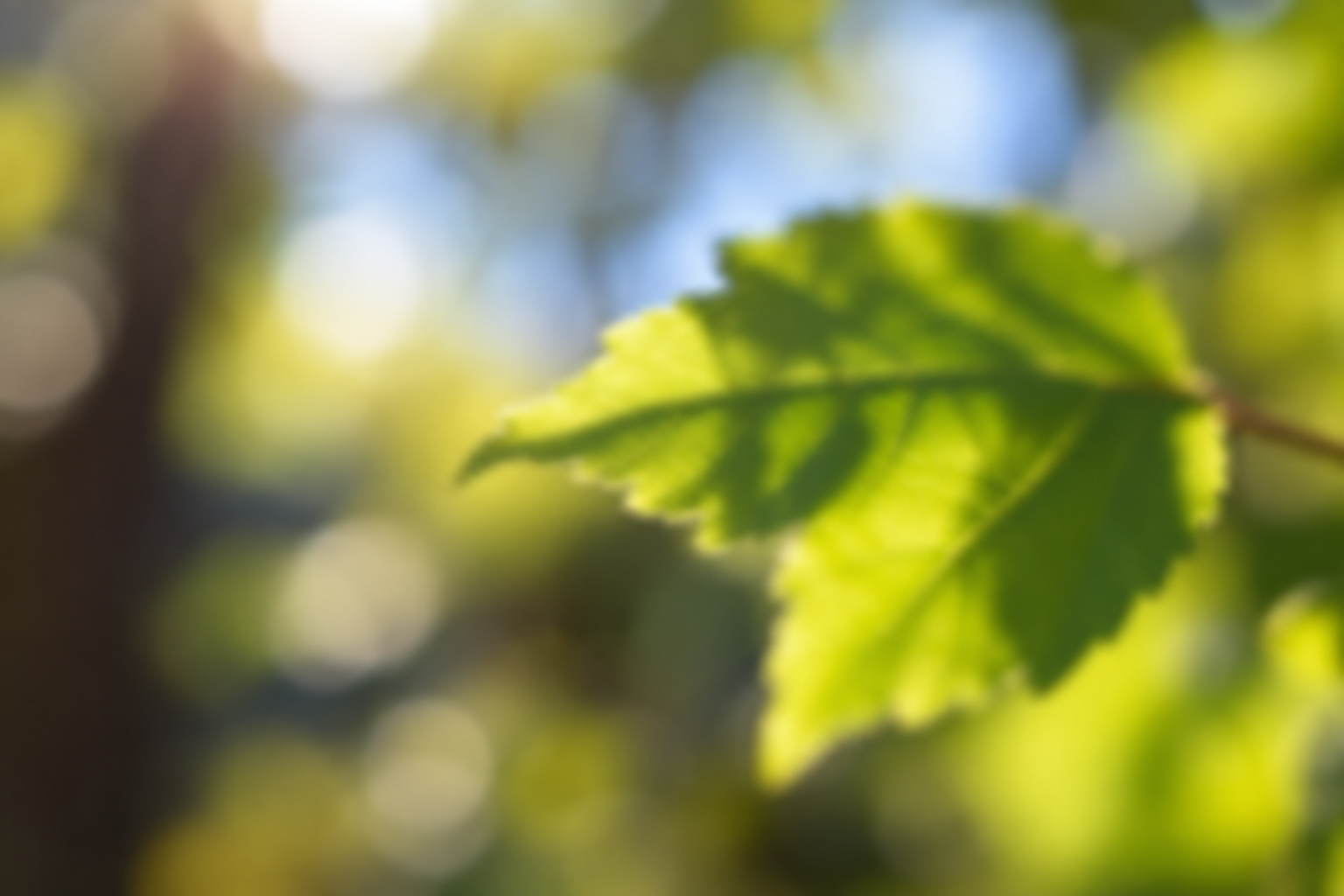 Close-up of a sunlit green leaf with blurred background