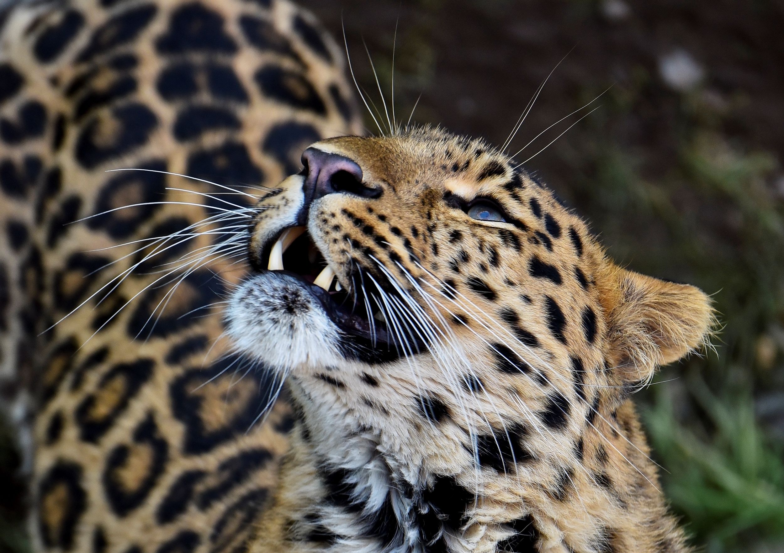 Close-up of a leopard with spotted fur looking upward