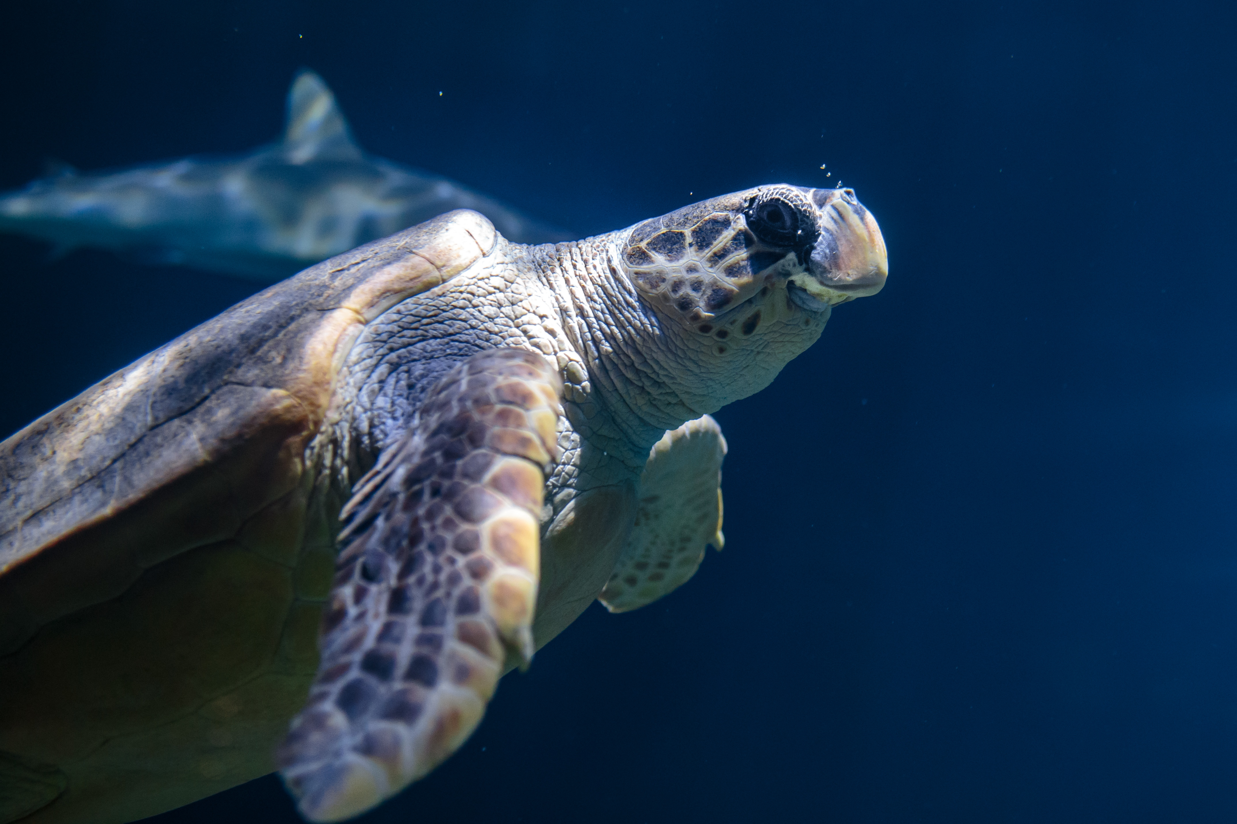 Close-up of sea turtle swimming gracefully in clear blue water
