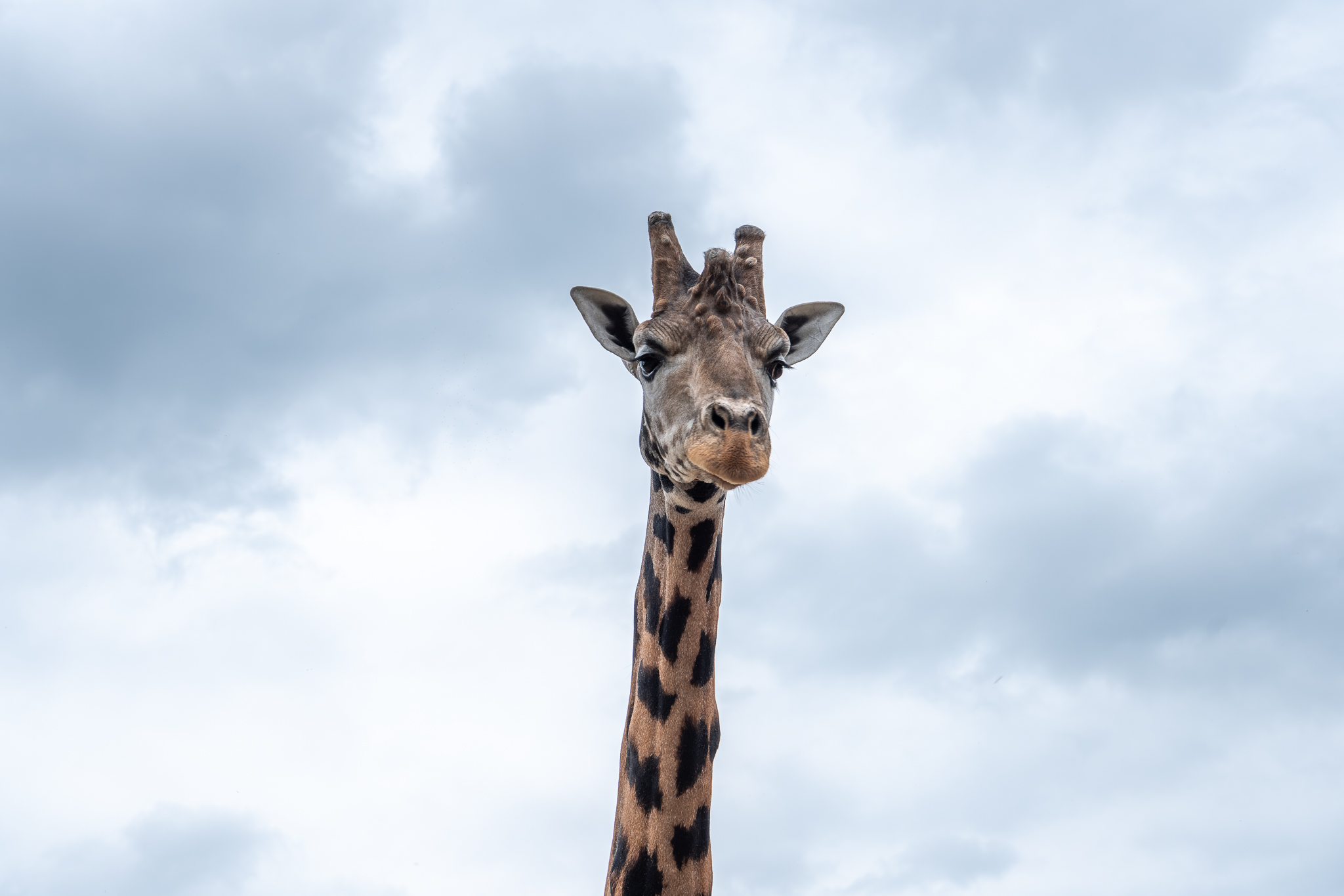 Giraffe against a cloudy sky at a wildlife park