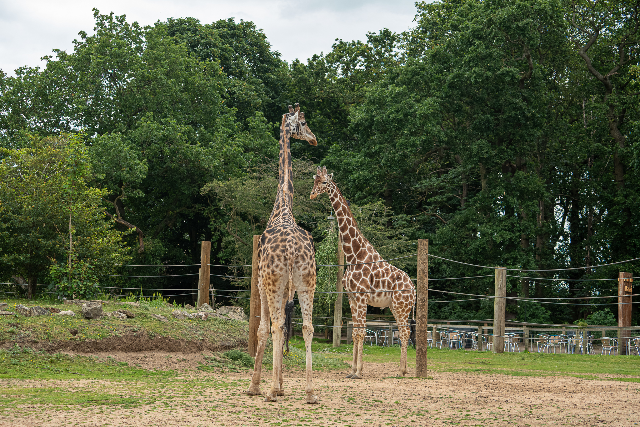 Two giraffes standing in a lush green Yorkshire wildlife park