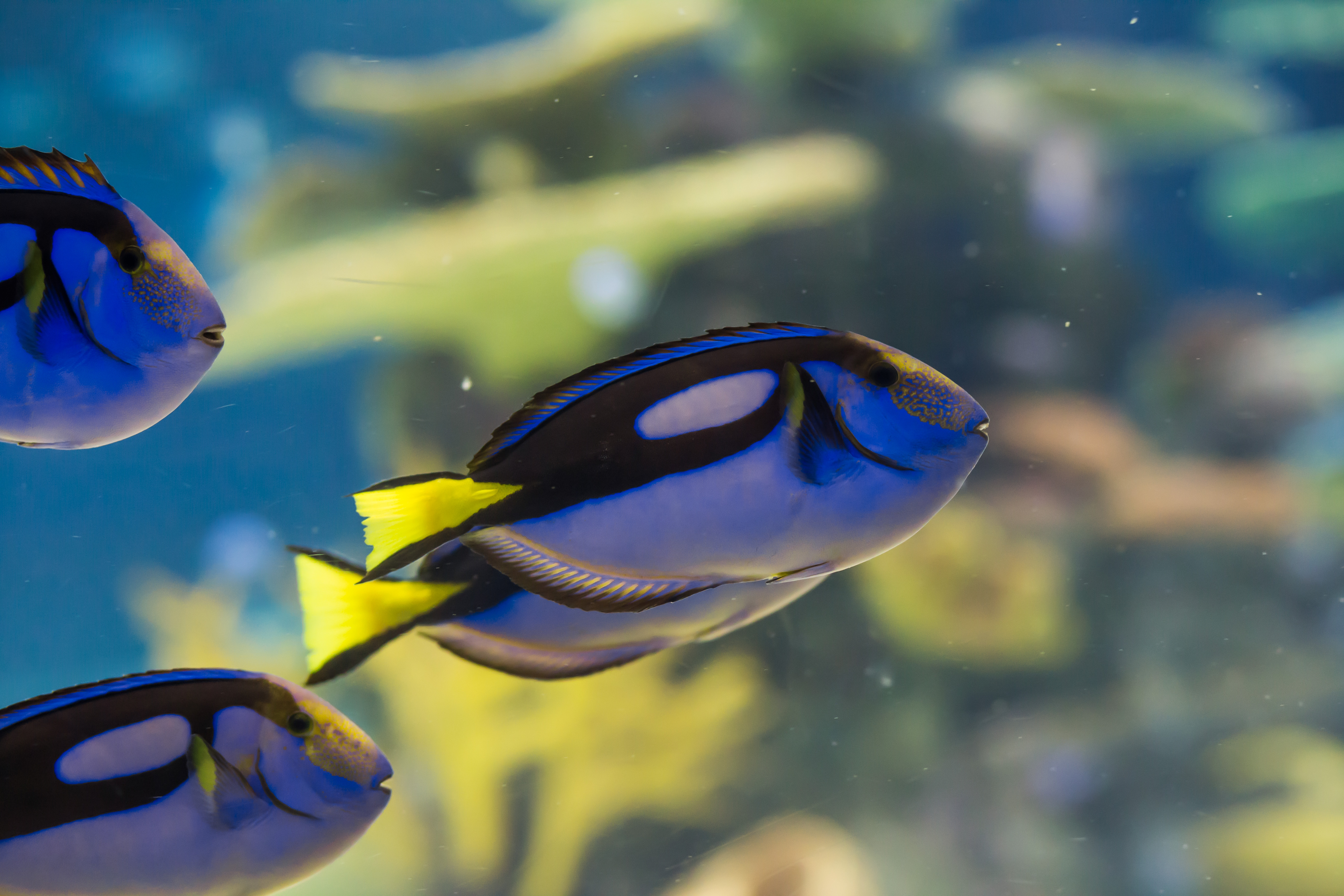 Blue tang fish swimming in a vibrant aquarium tank